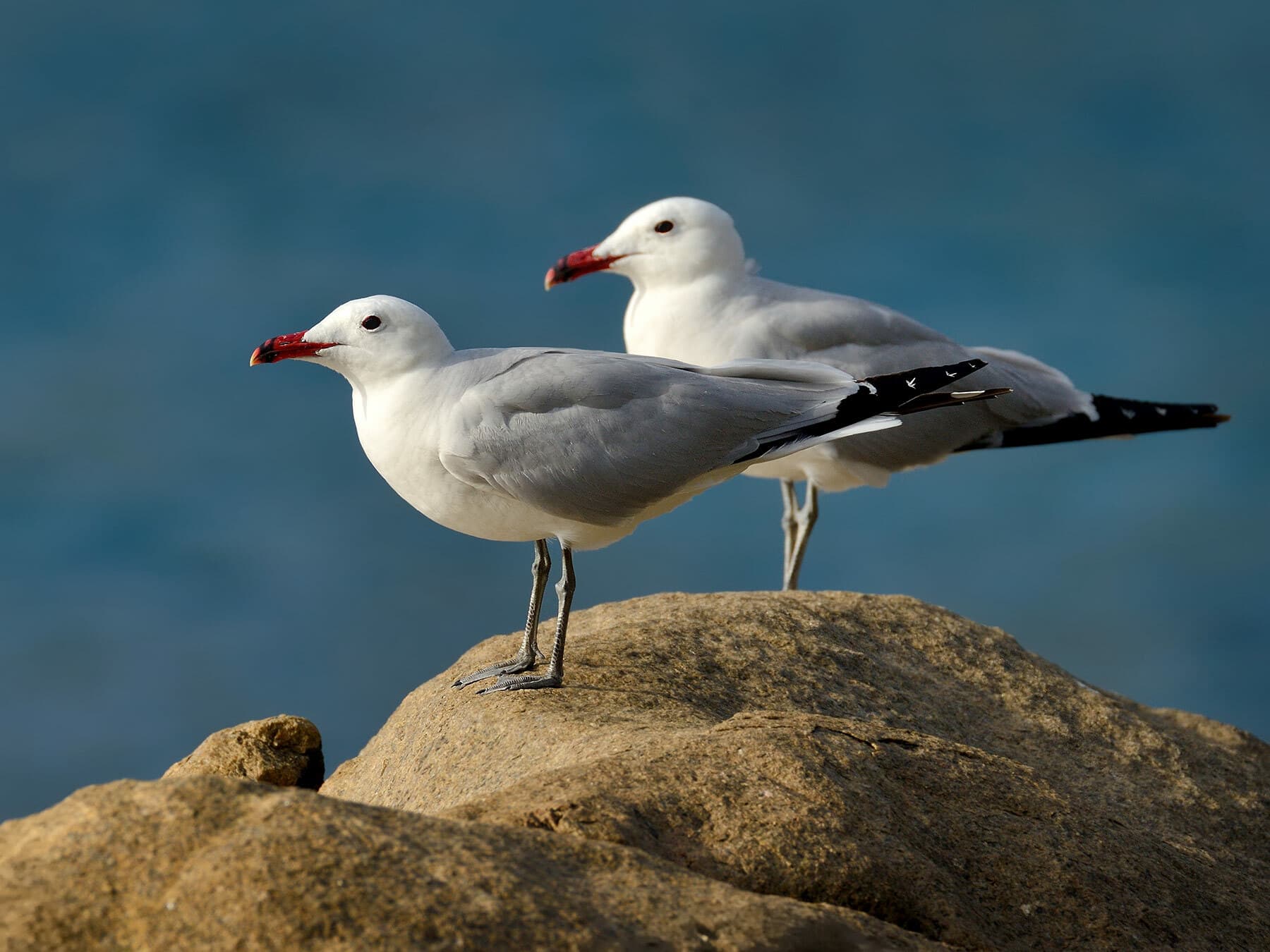 A pair of Audouin’s Gulls