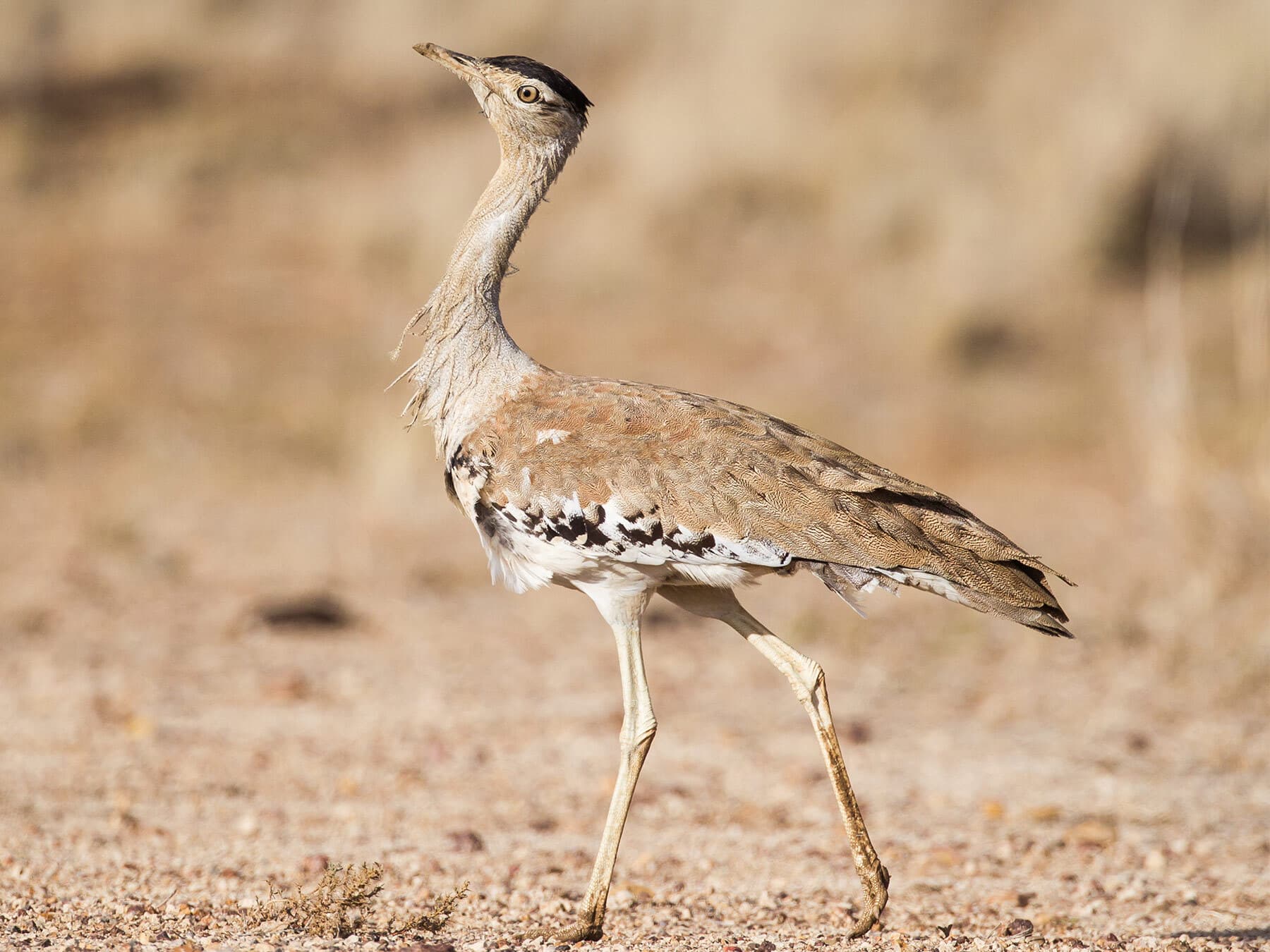 Close up of an Australian Bustard