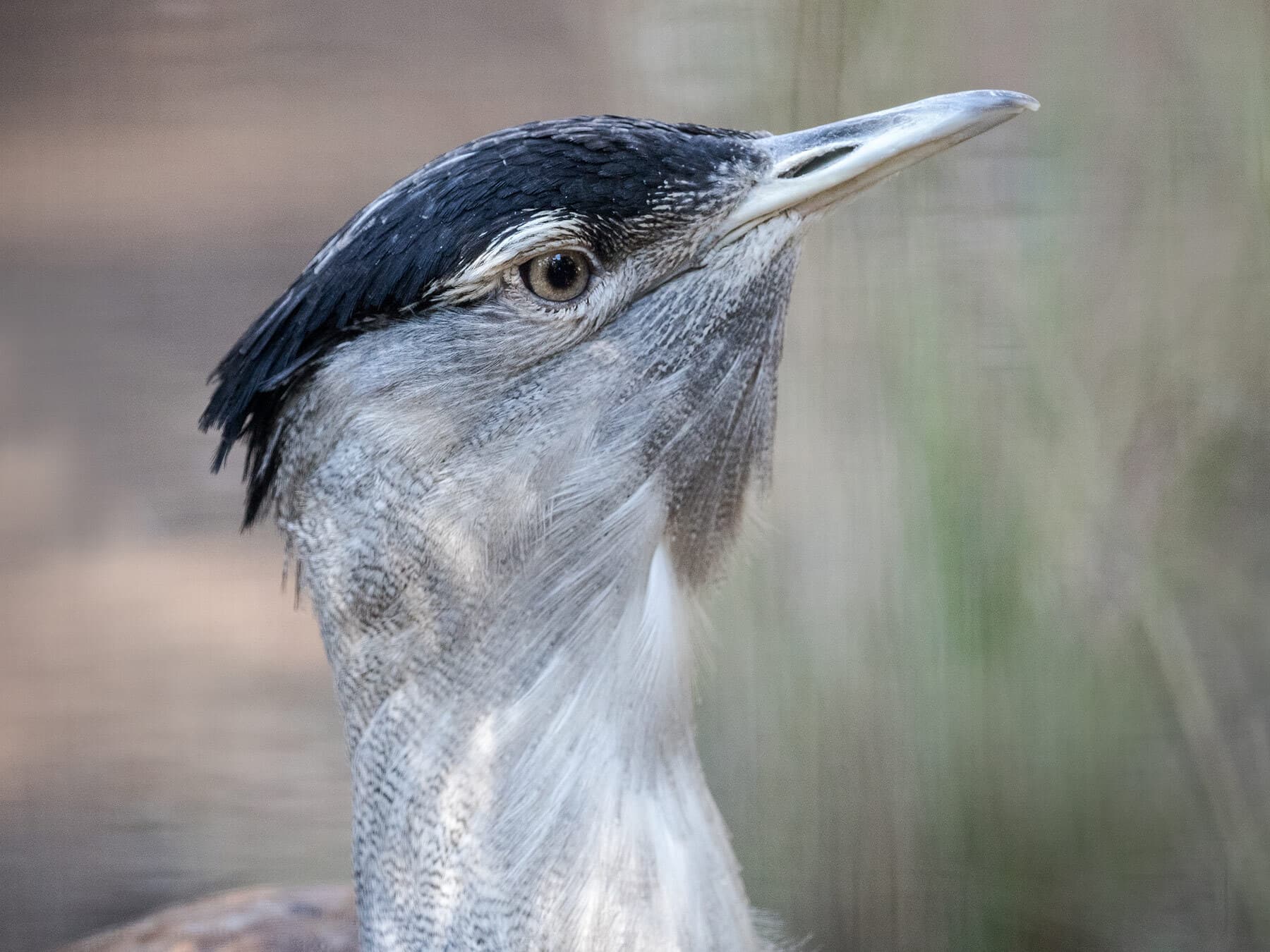 Close up of an Australian Bustard