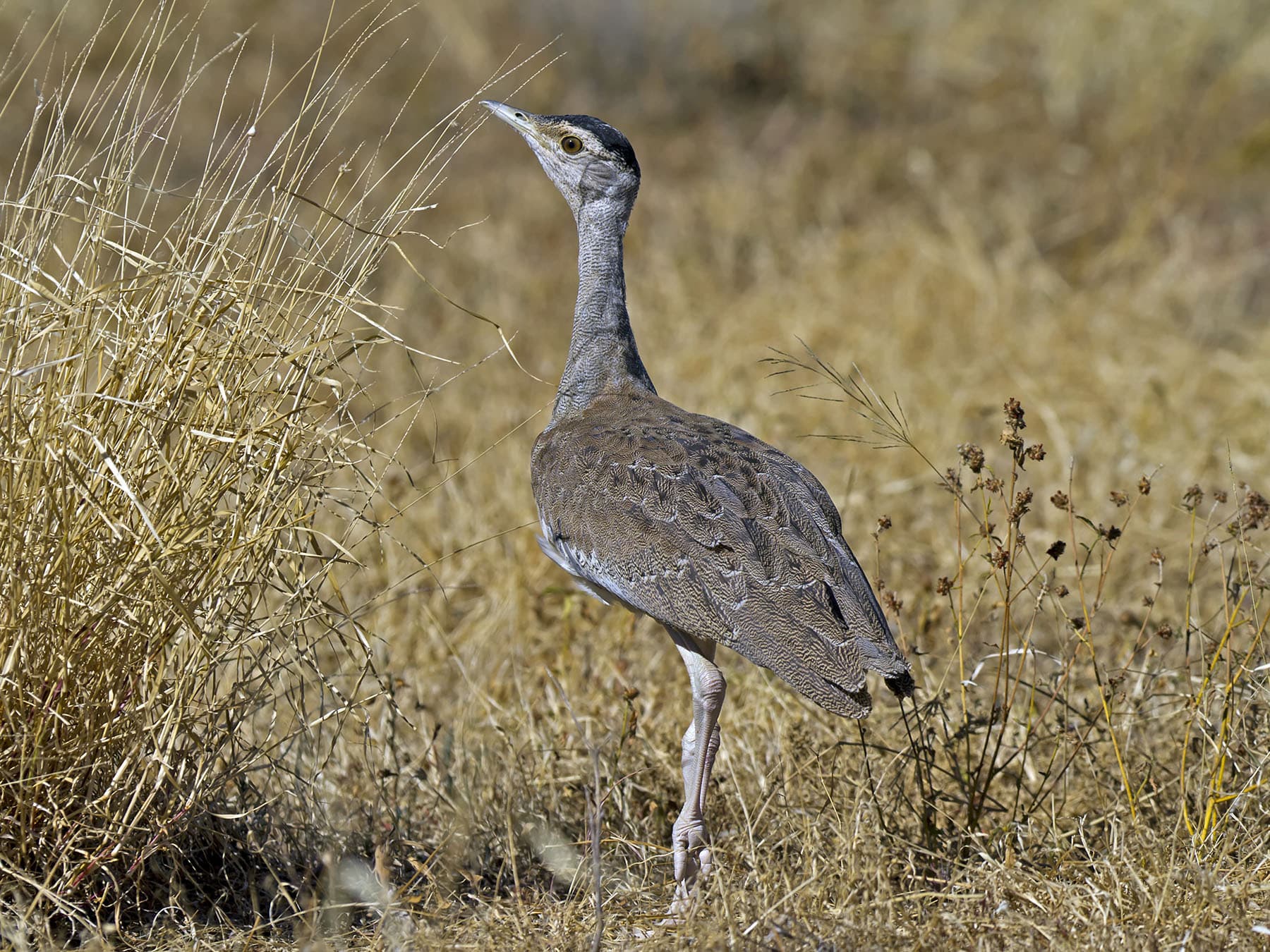 Close up of an Australian Bustard