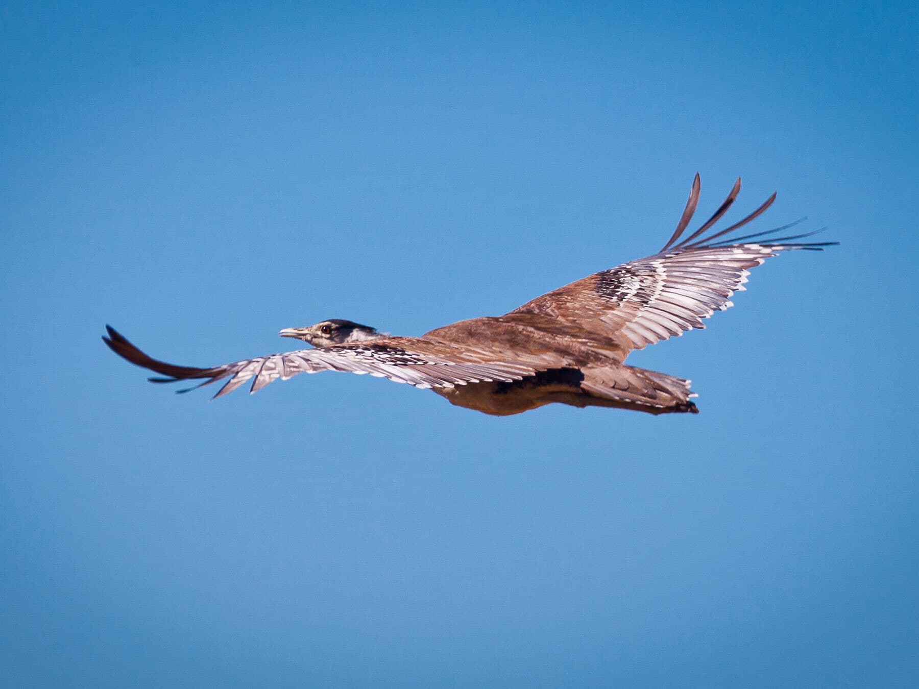 Australian Bustard in flight