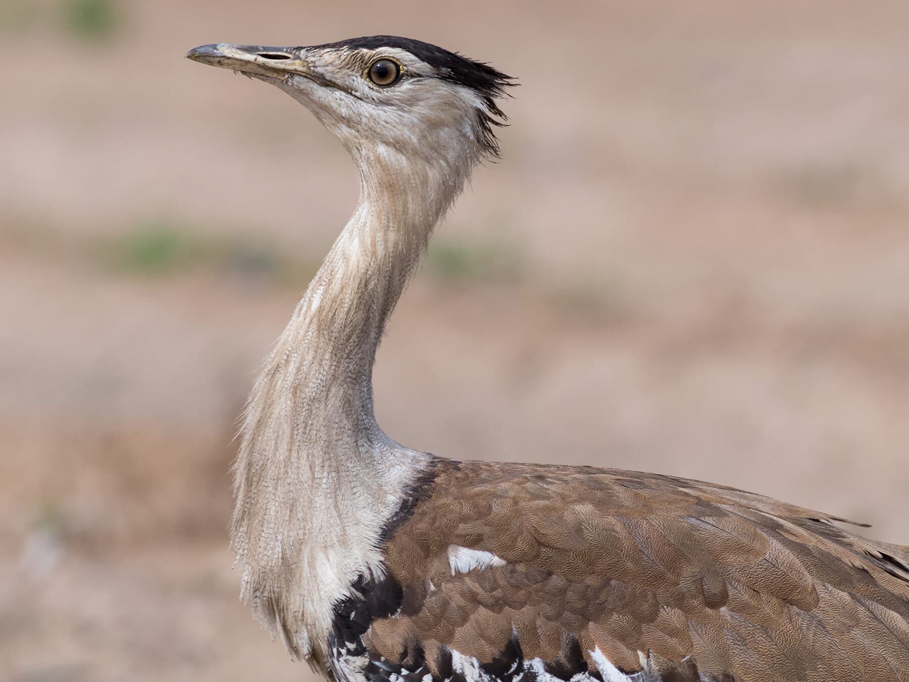 Australian Bustard