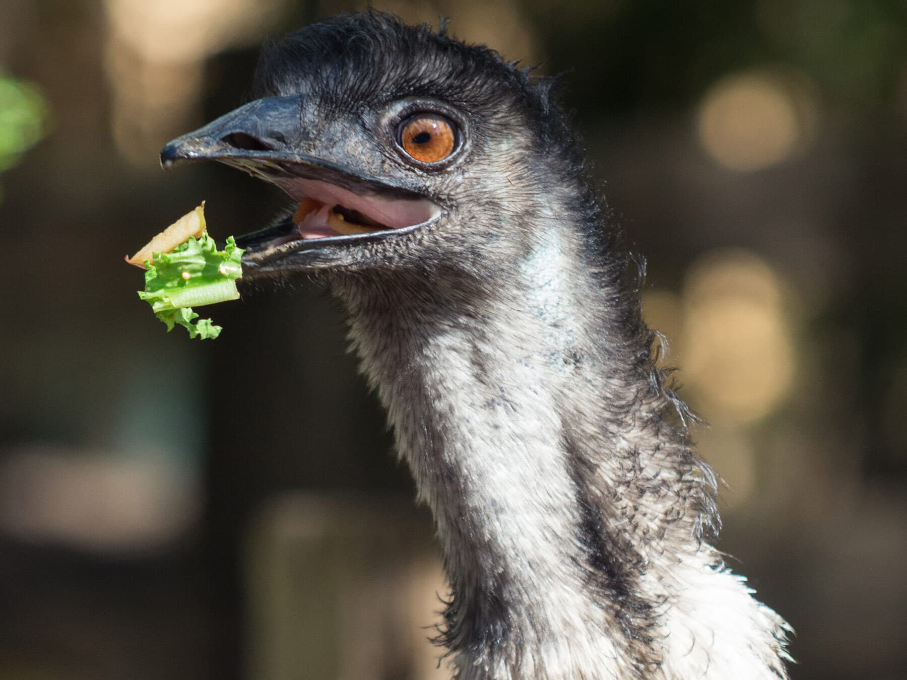 Australian emu feeding in captivity