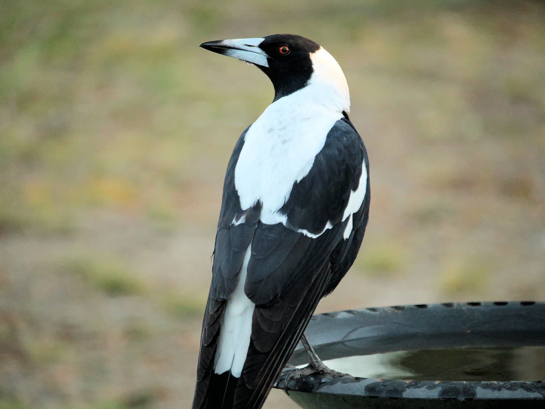 Australian Magpie drinking from a bird bath