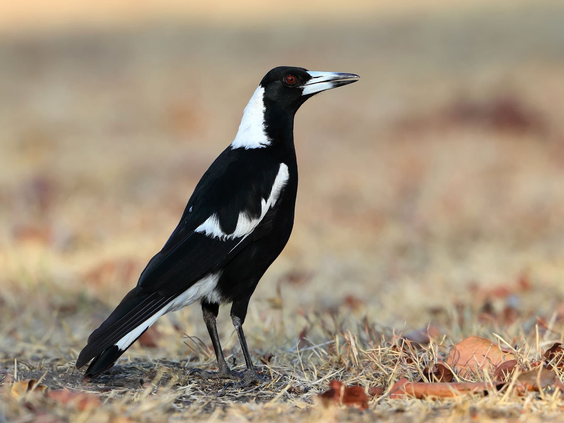 Australian Magpie