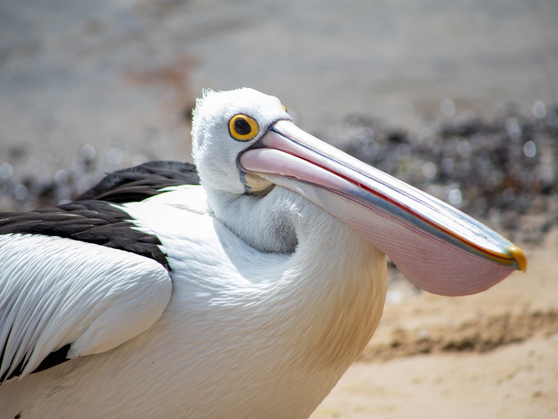 Australian pelican migration