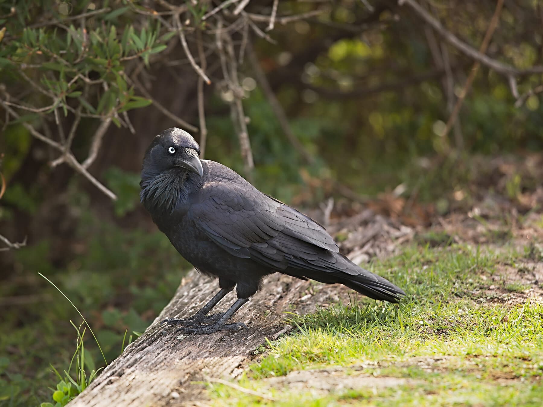 Close up of an Australian Raven