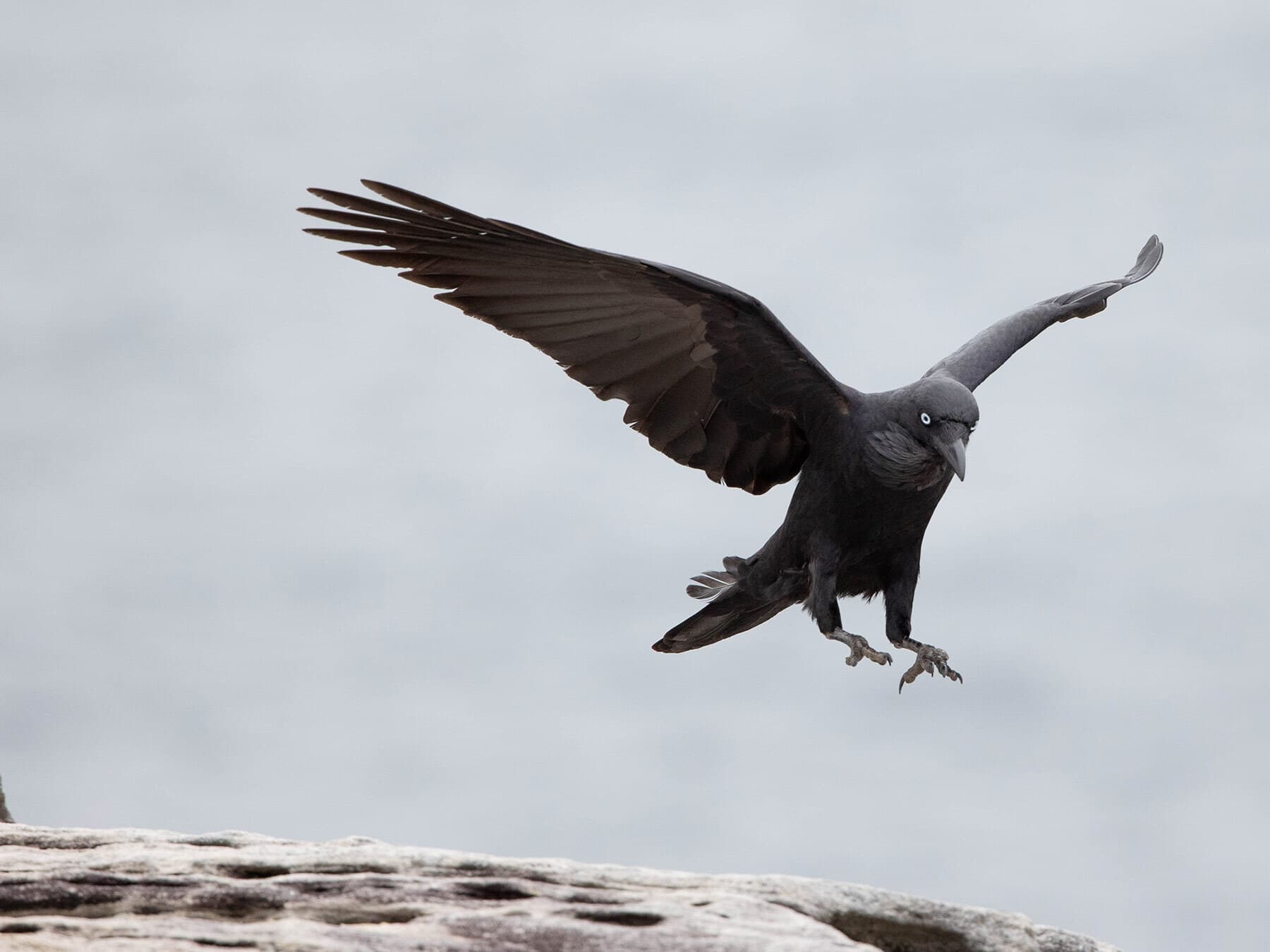 Australian Raven coming in to land
