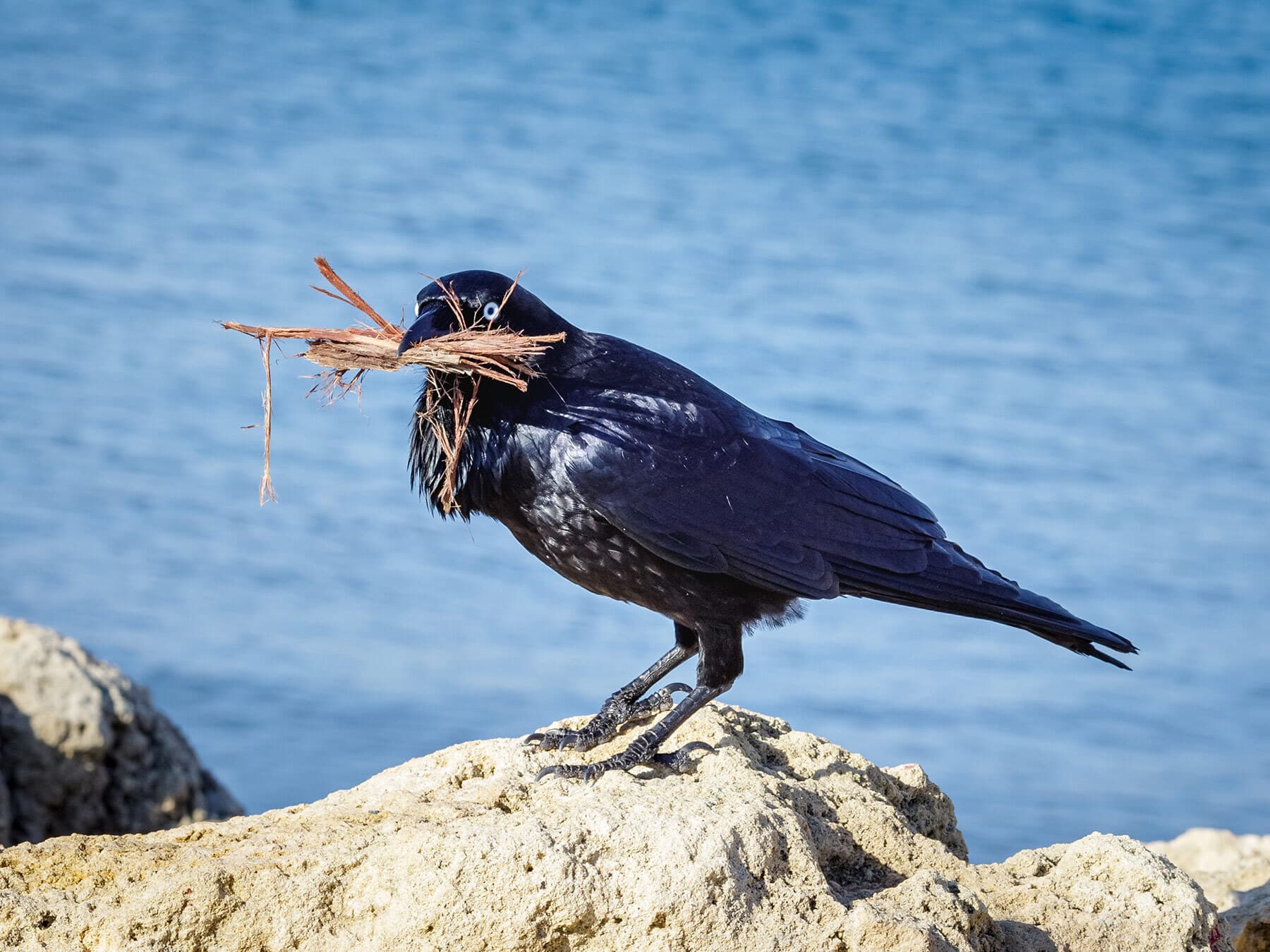 Australian Raven collecting sticks for nest building