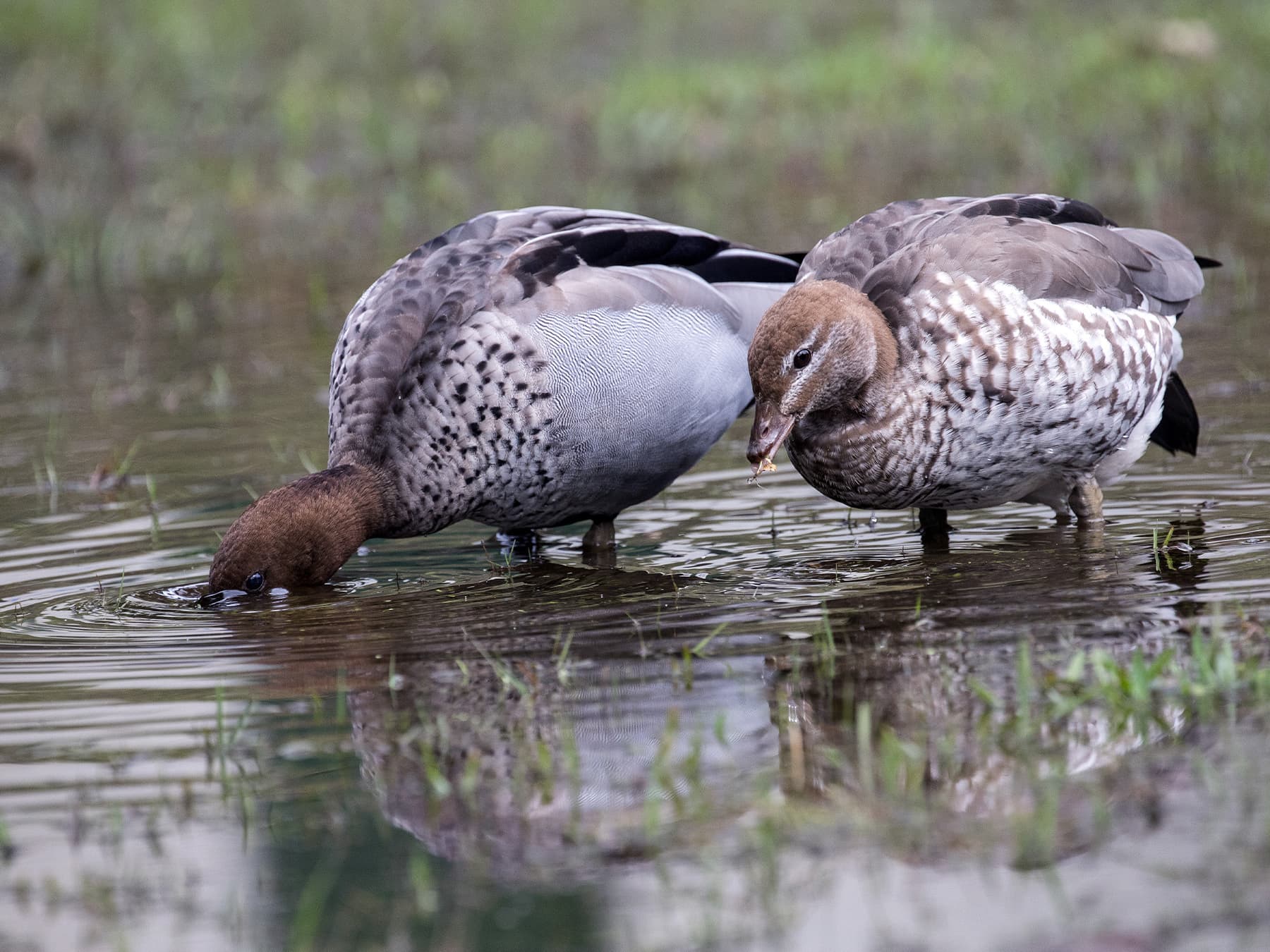Australian wood ducks feeding on grass in flooded field