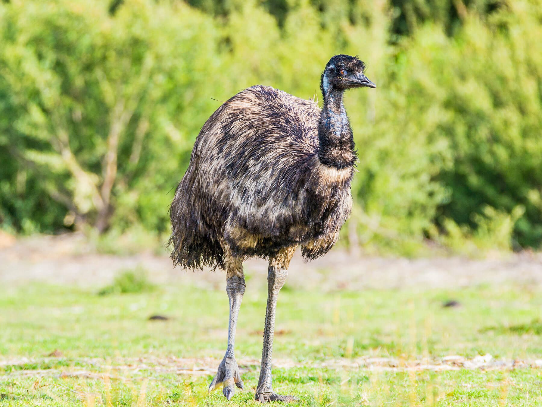 Australias national bird