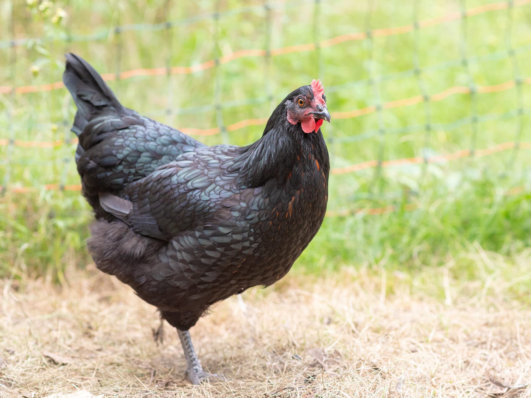 Australorp chicken