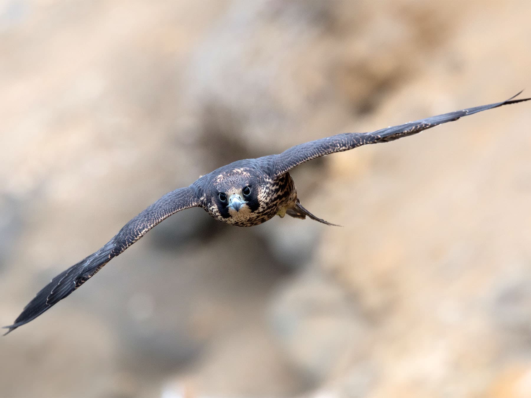 Vision in Action: Avian Adaptations Across Environments