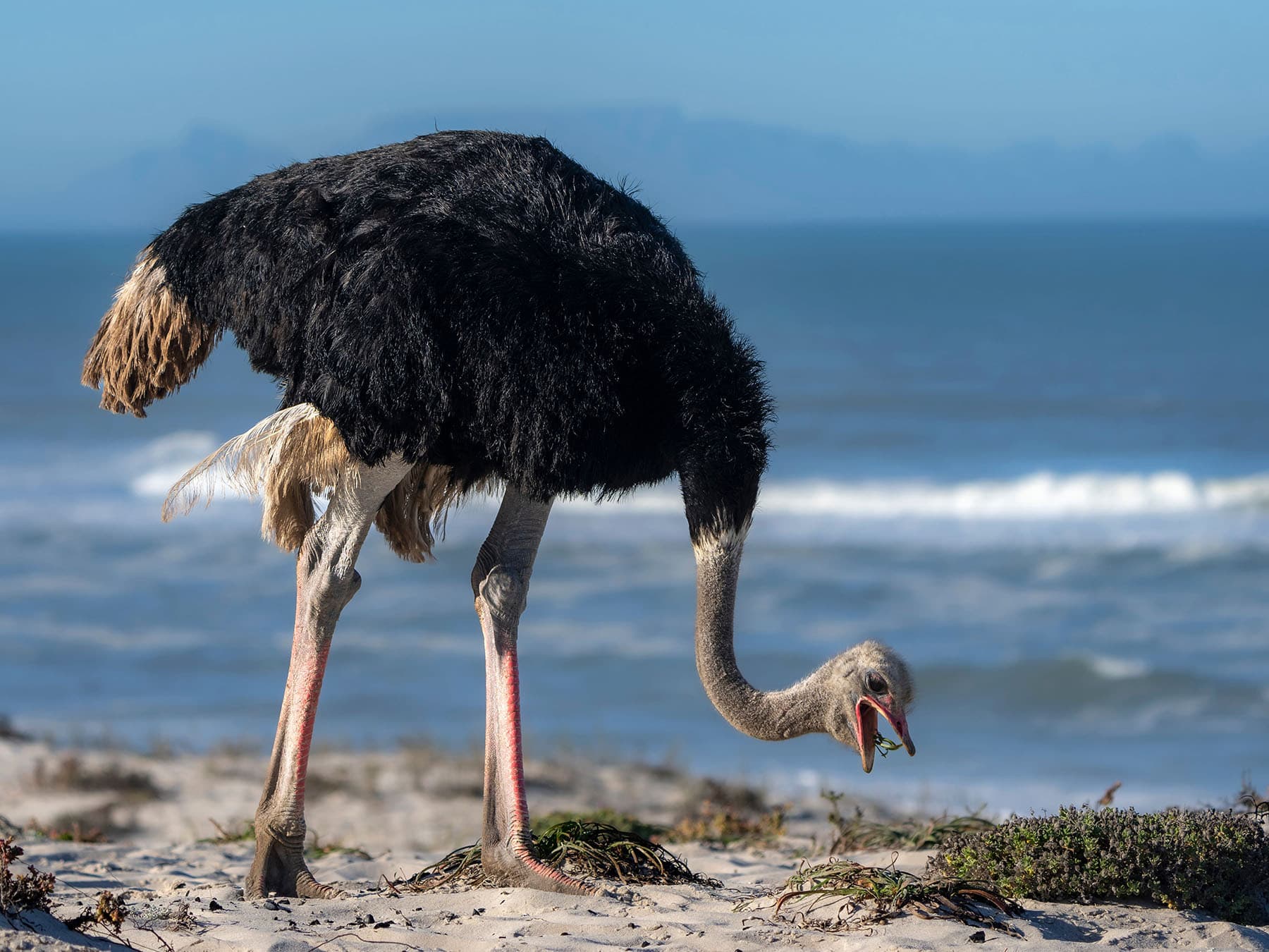 The Avian Heart and Circulatory System