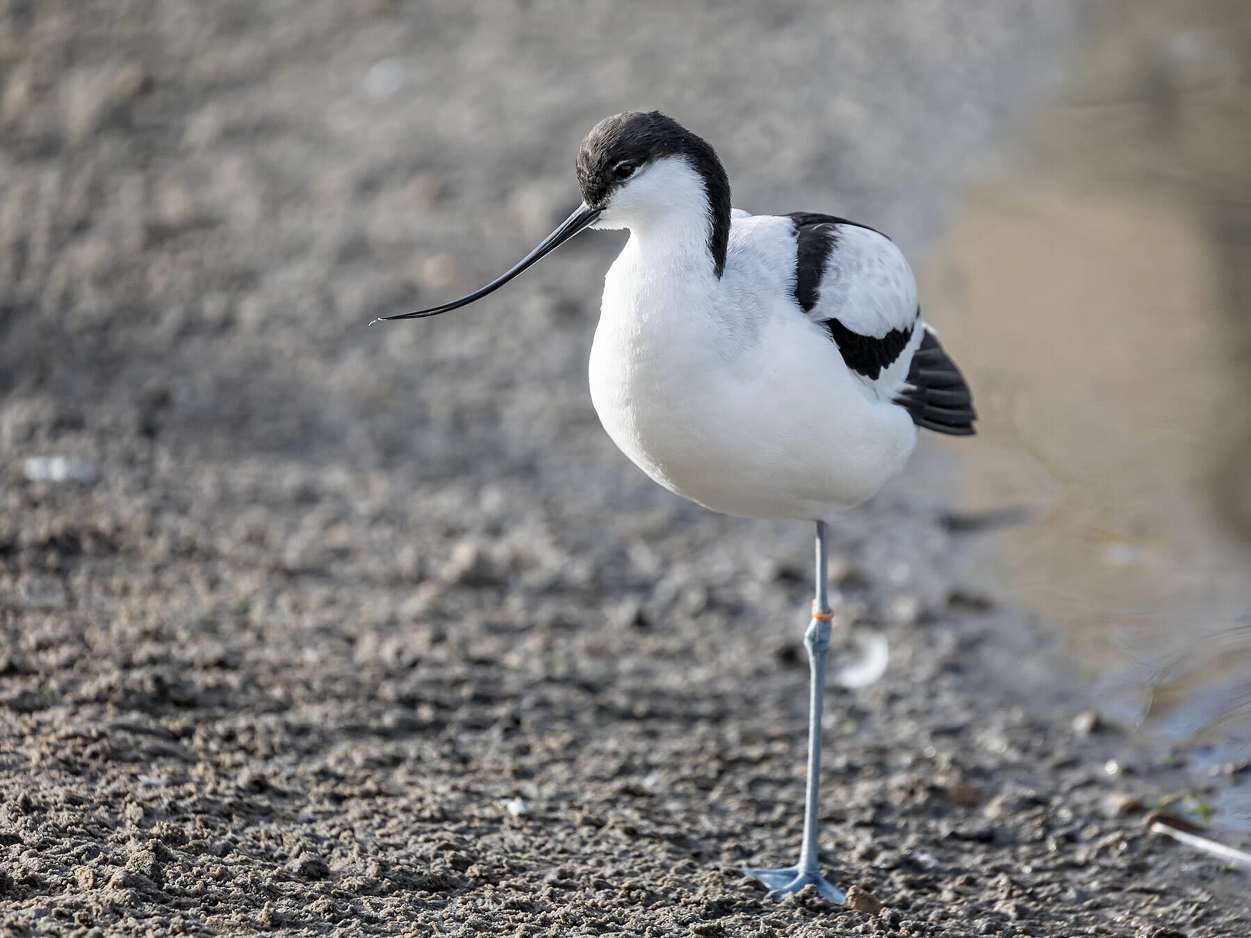 Avocet stood on one leg
