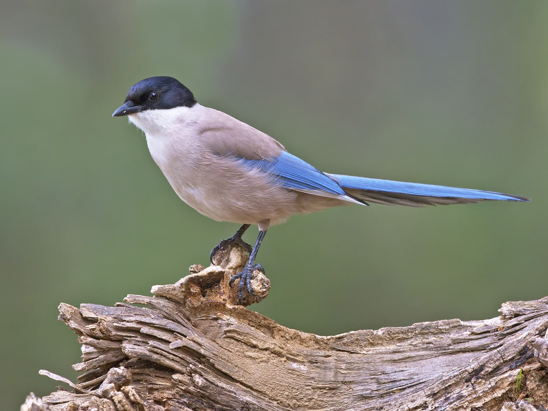 Azure winged magpie perching on log