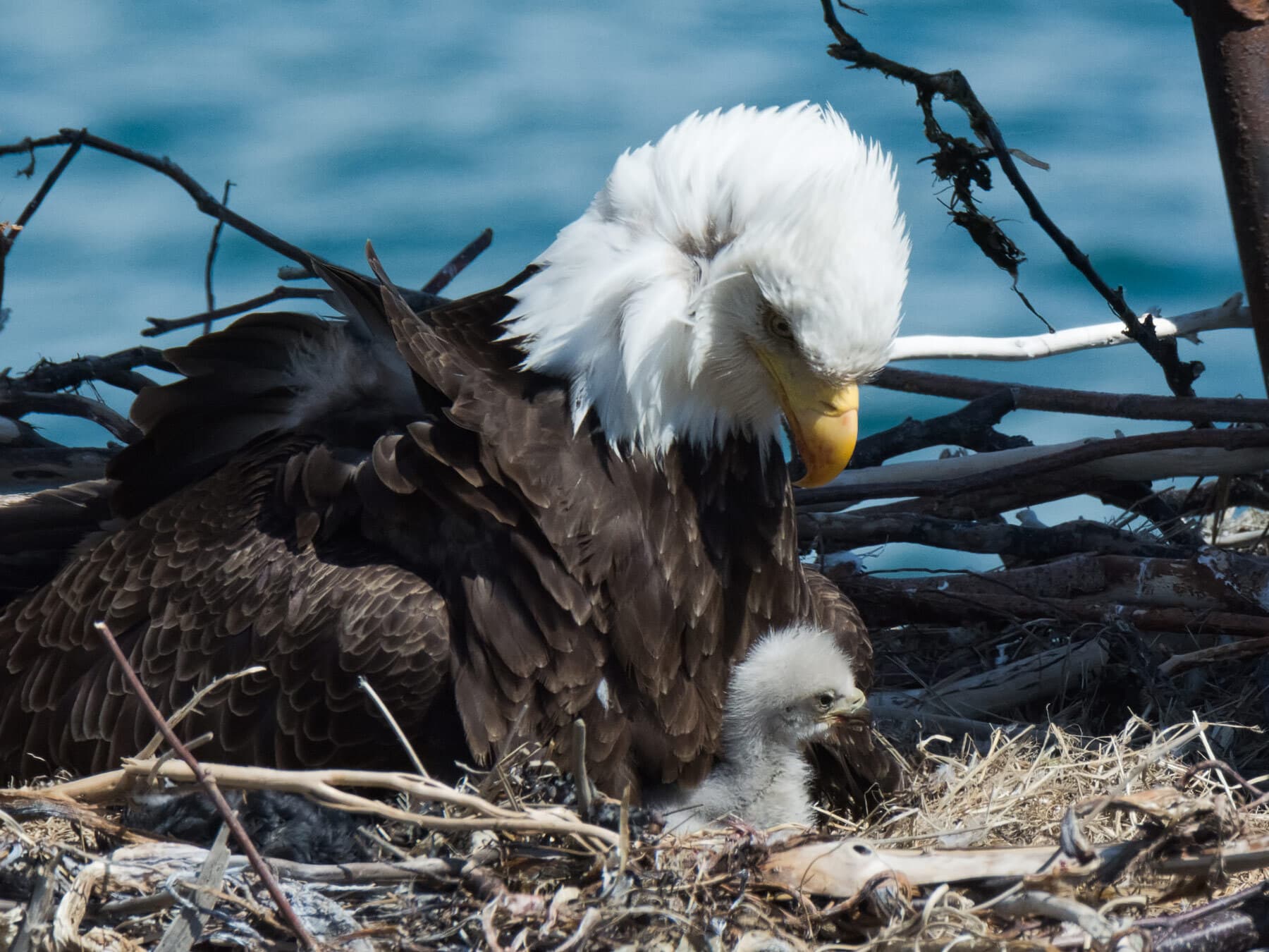 Baby bald eagle