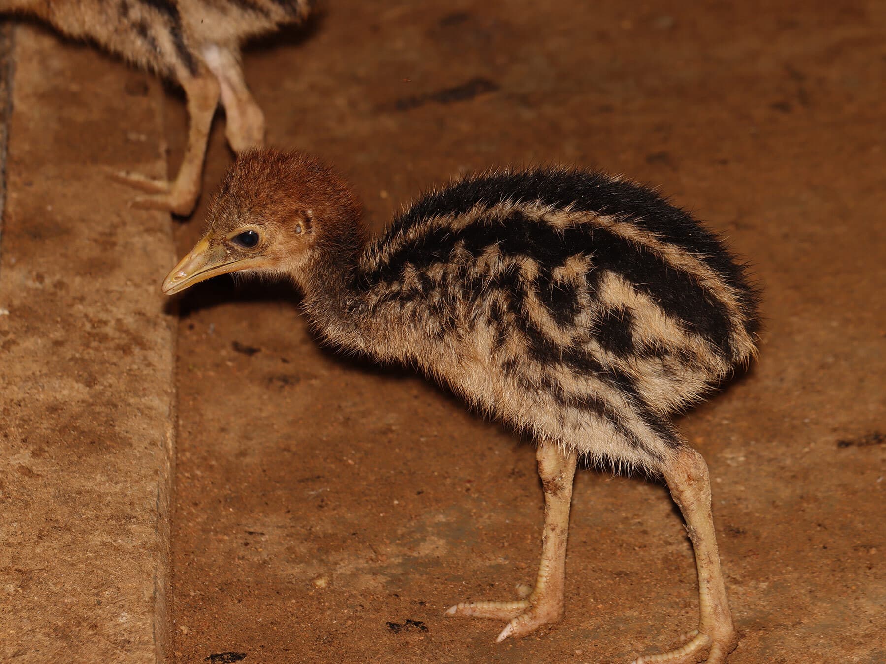 Baby cassowary