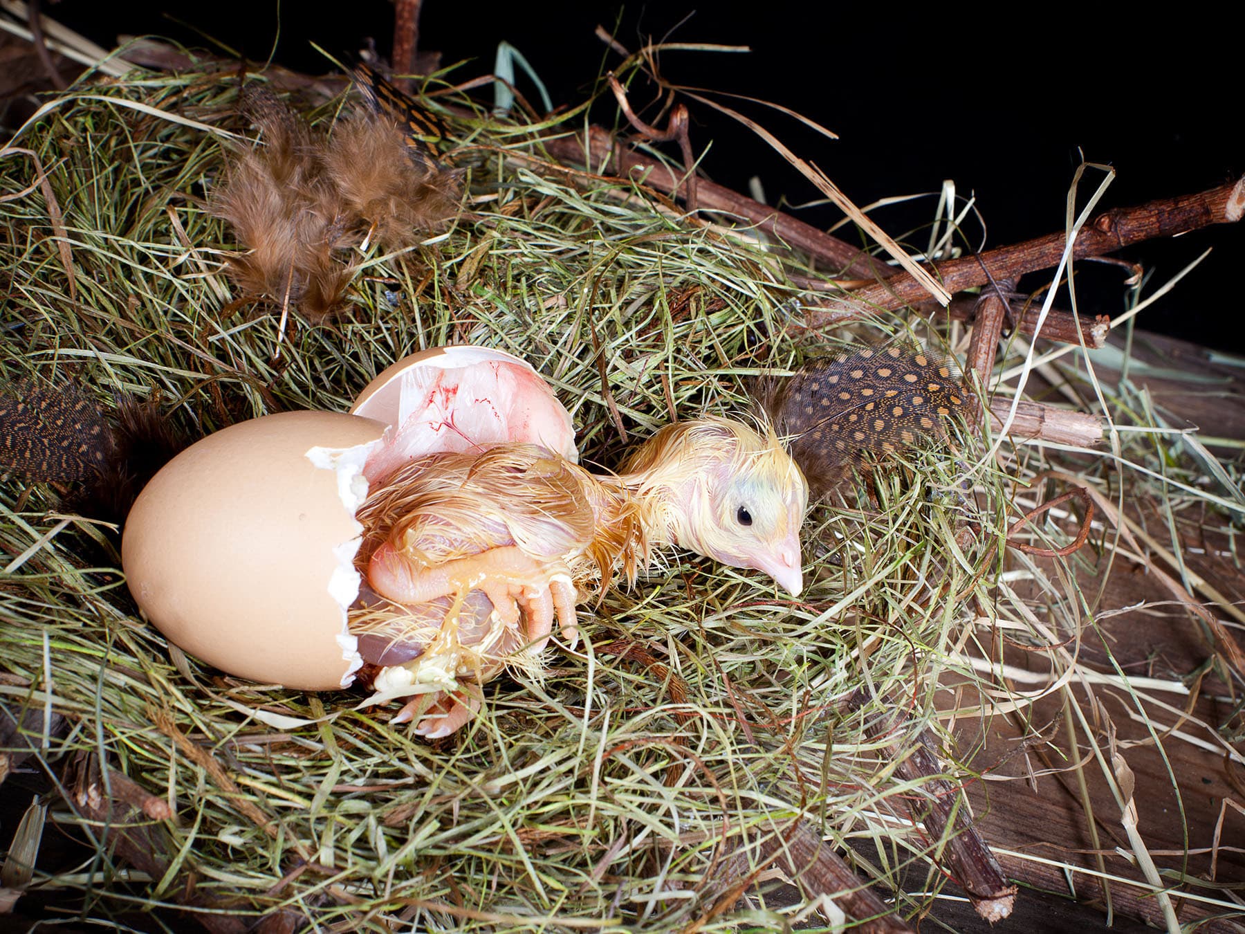Baby chick hatching from egg