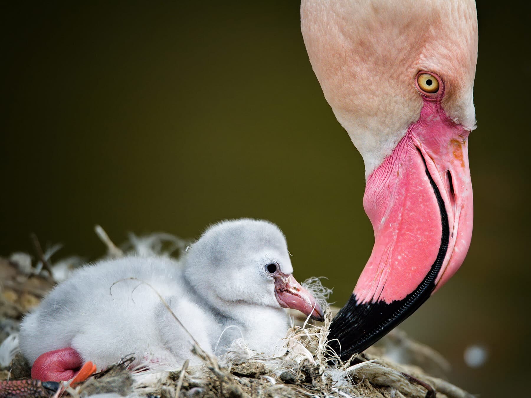 Baby flamingo with mother