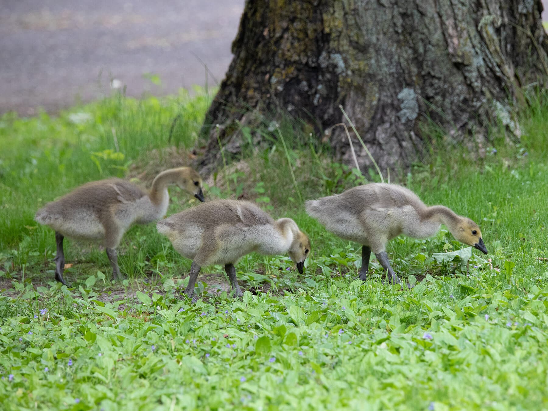 Baby geese eating