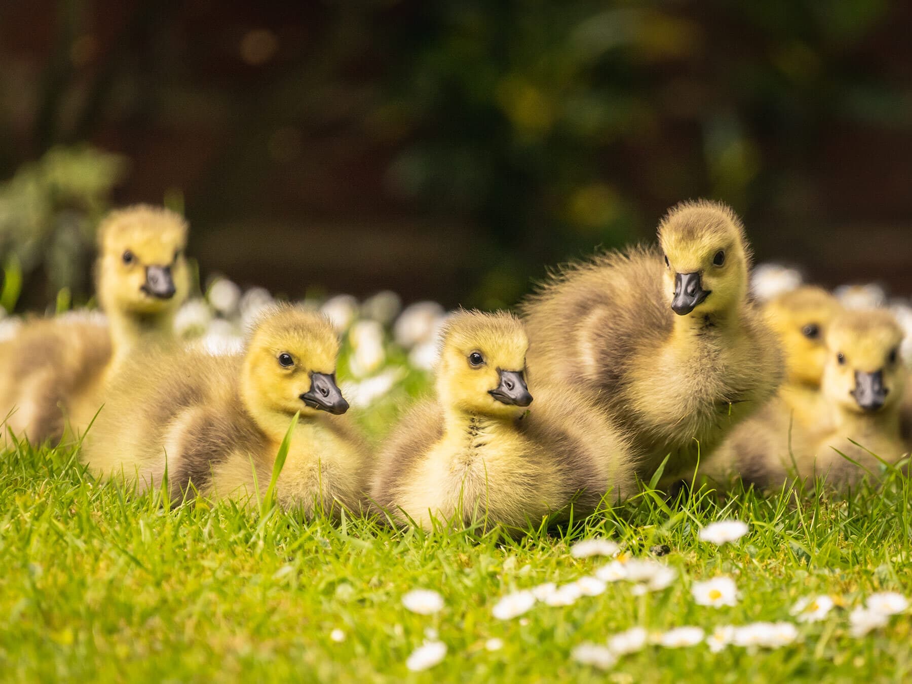 Baby Geese (Goslings): Complete Guide with Pictures