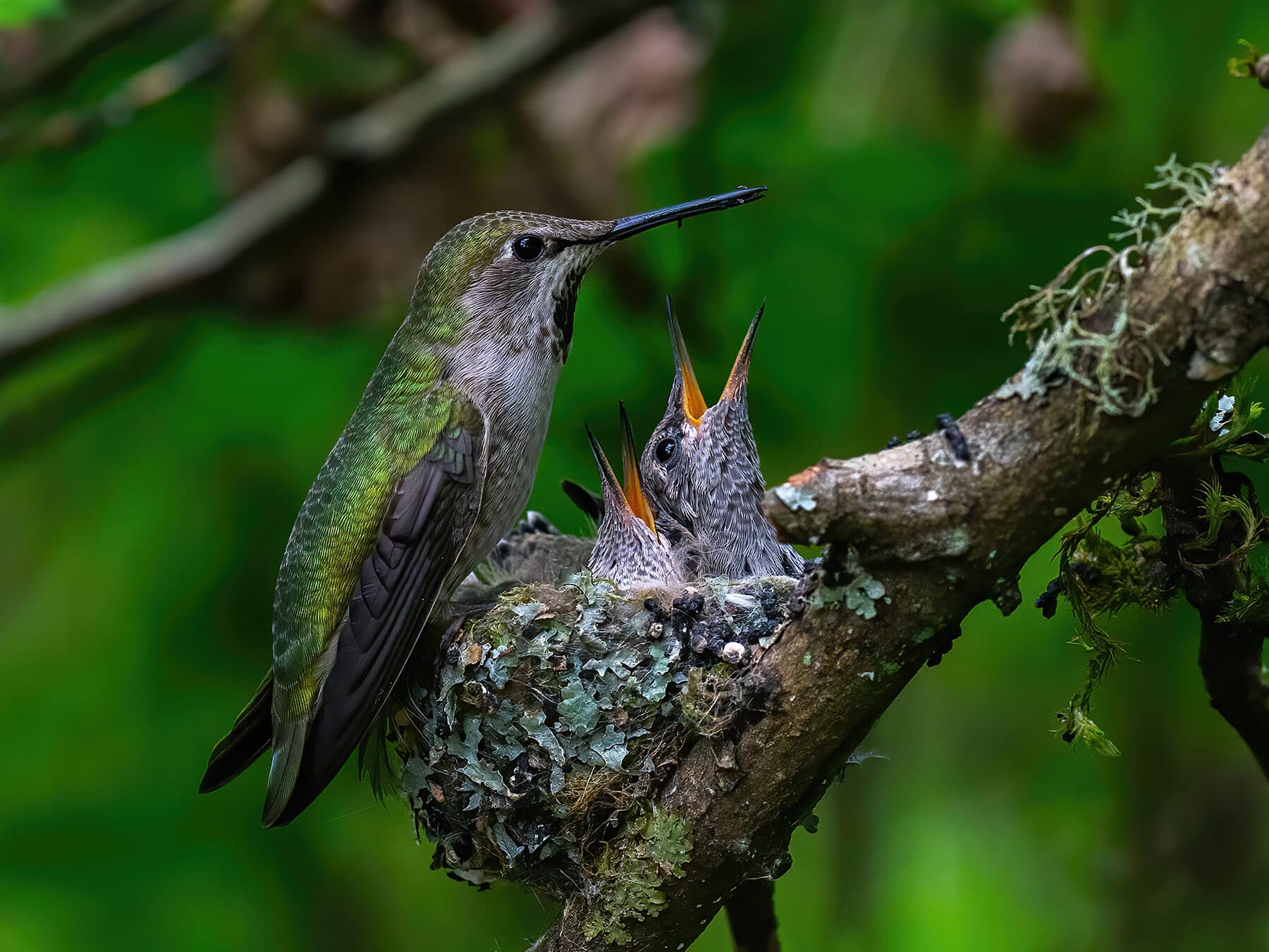 Baby hummingbirds in nest