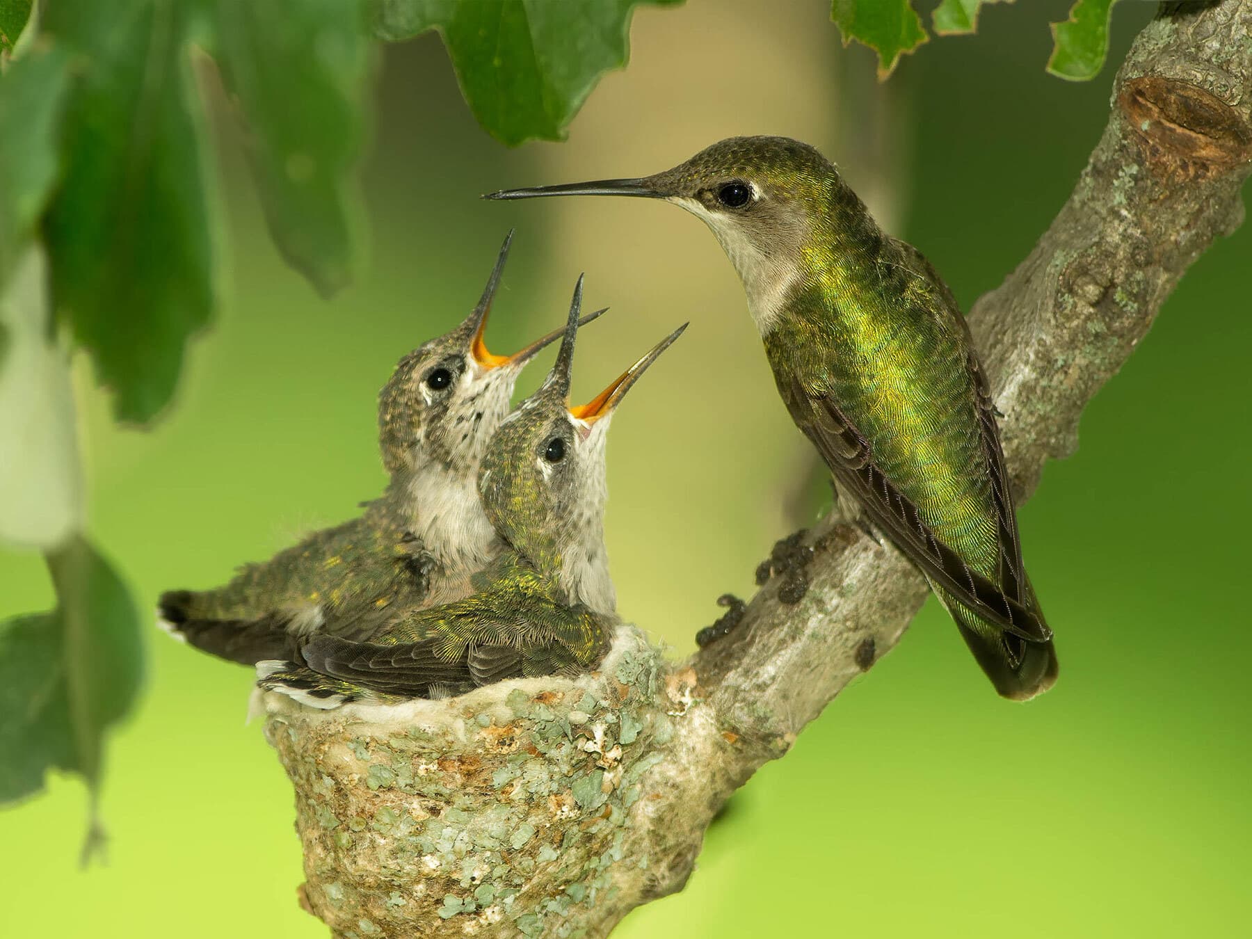Baby Hummingbirds: From Nest to Flight