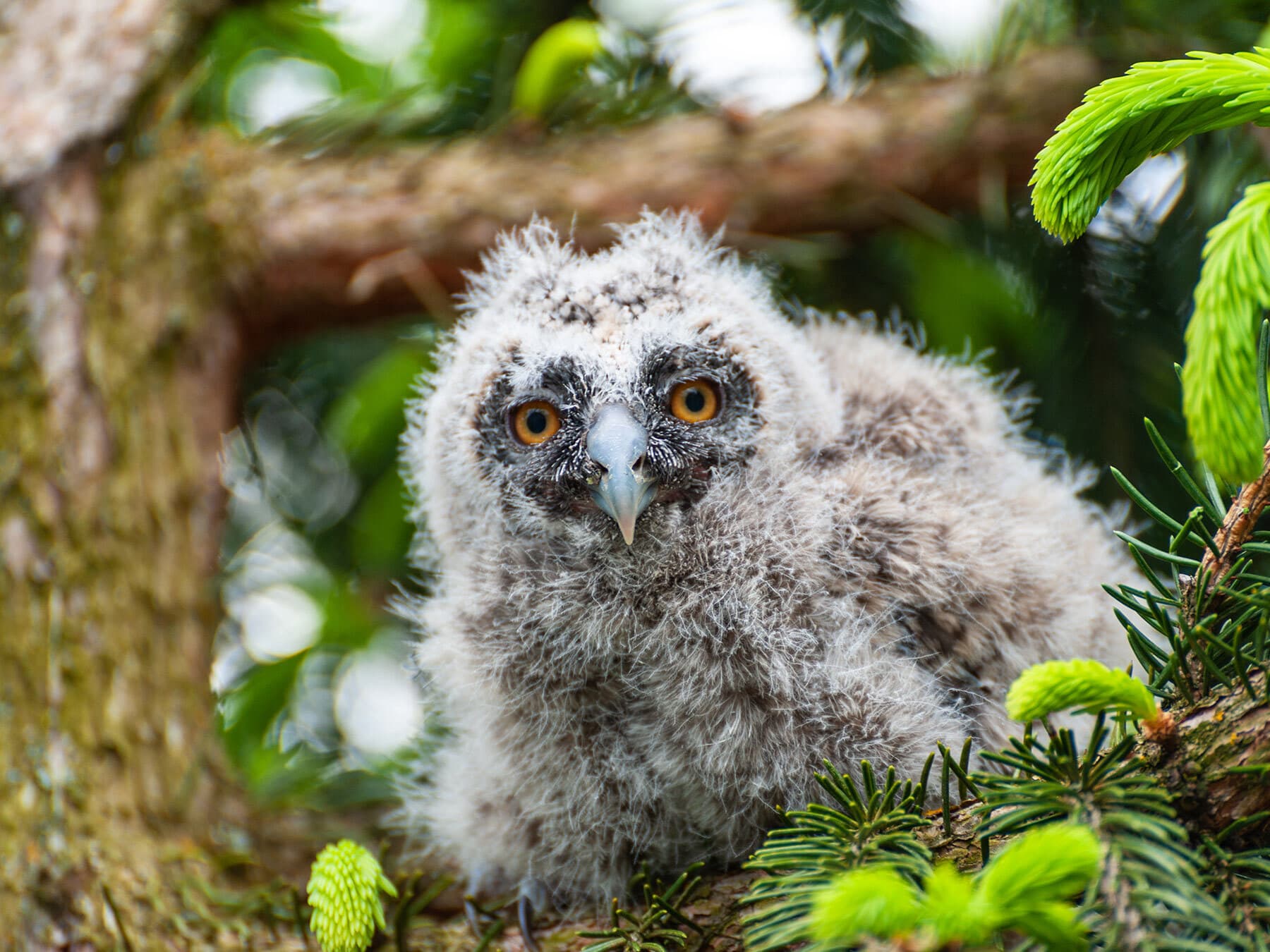 Baby long eared owlet