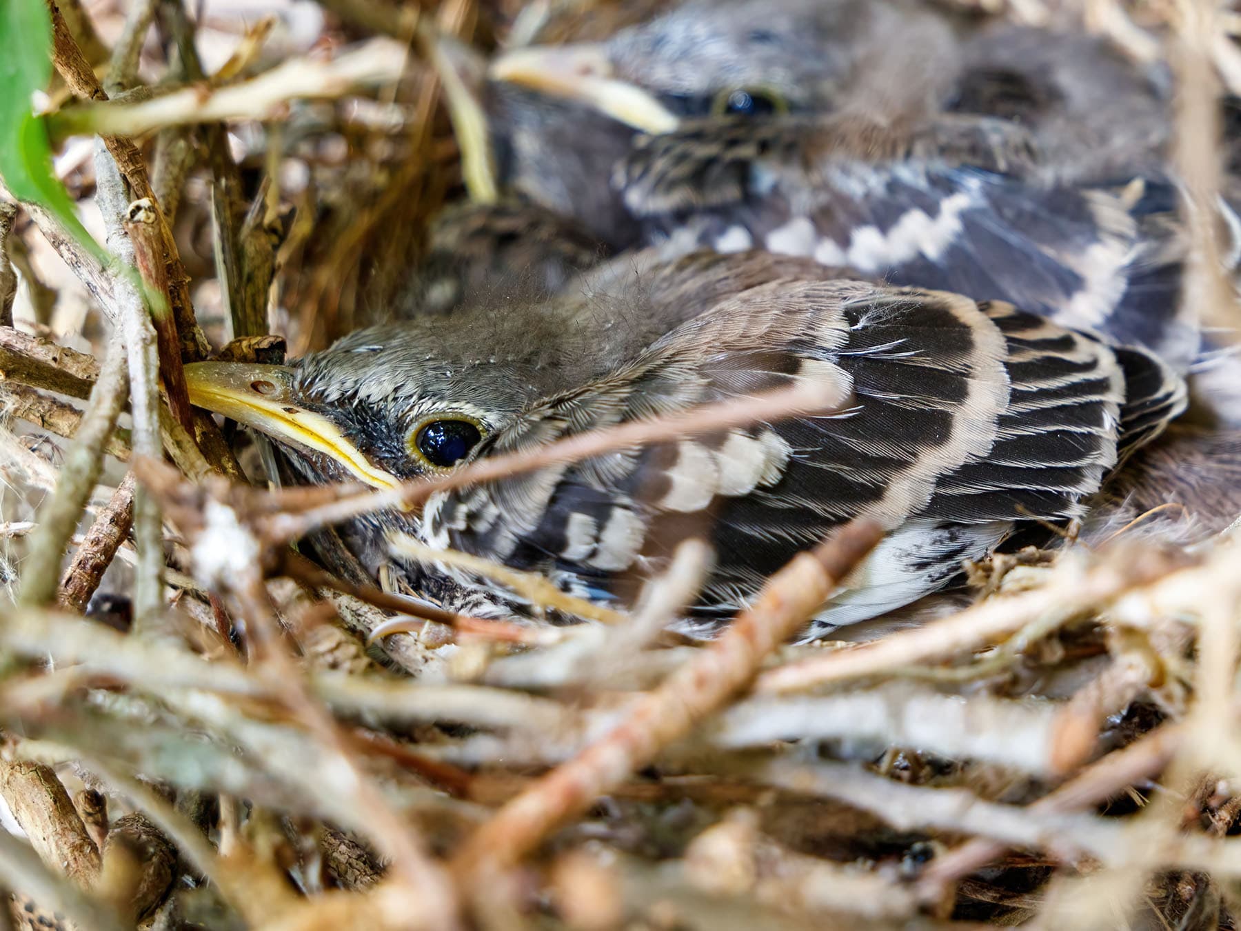 Baby mockingbird