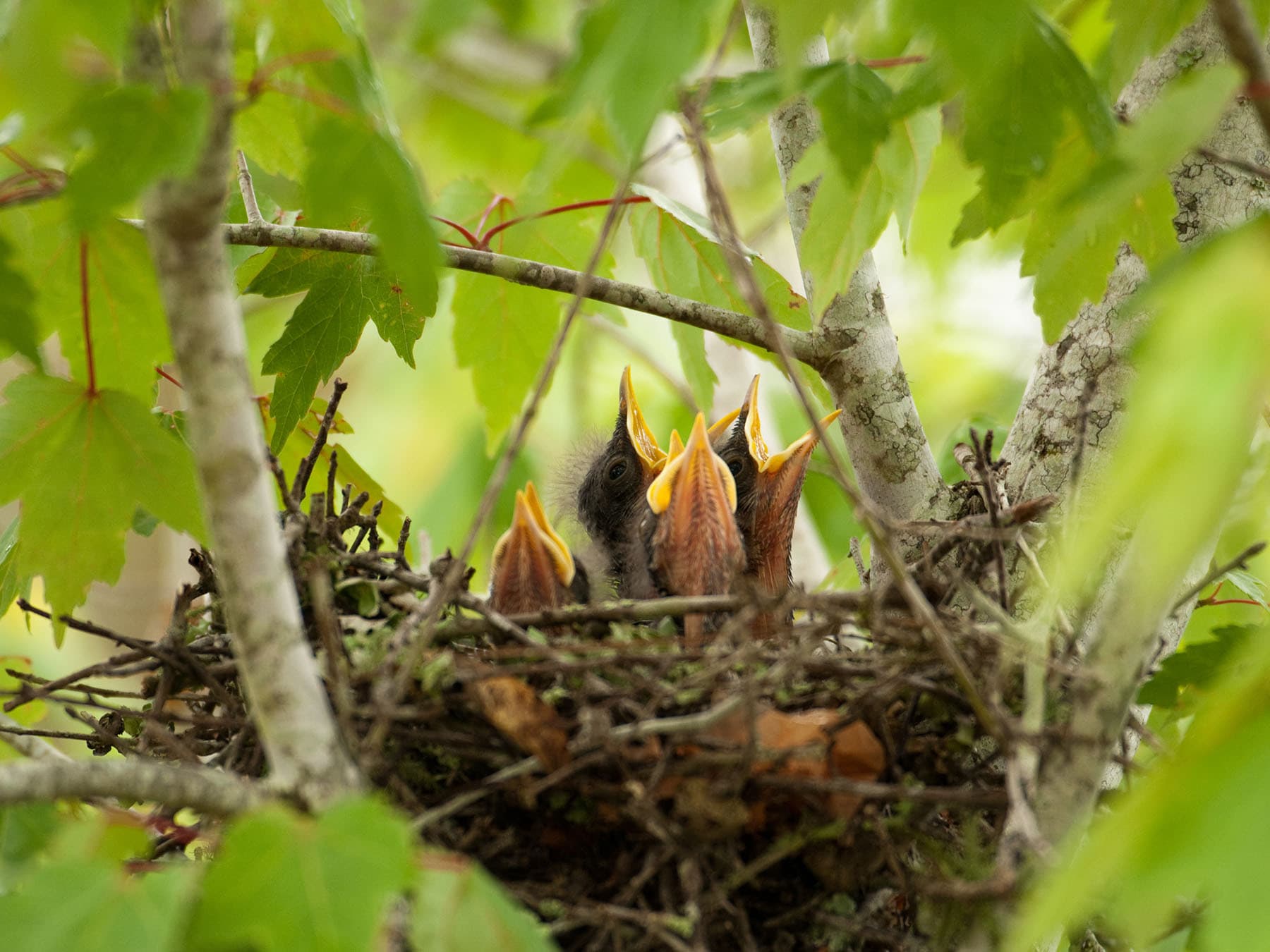 Baby mockingbirds in nest