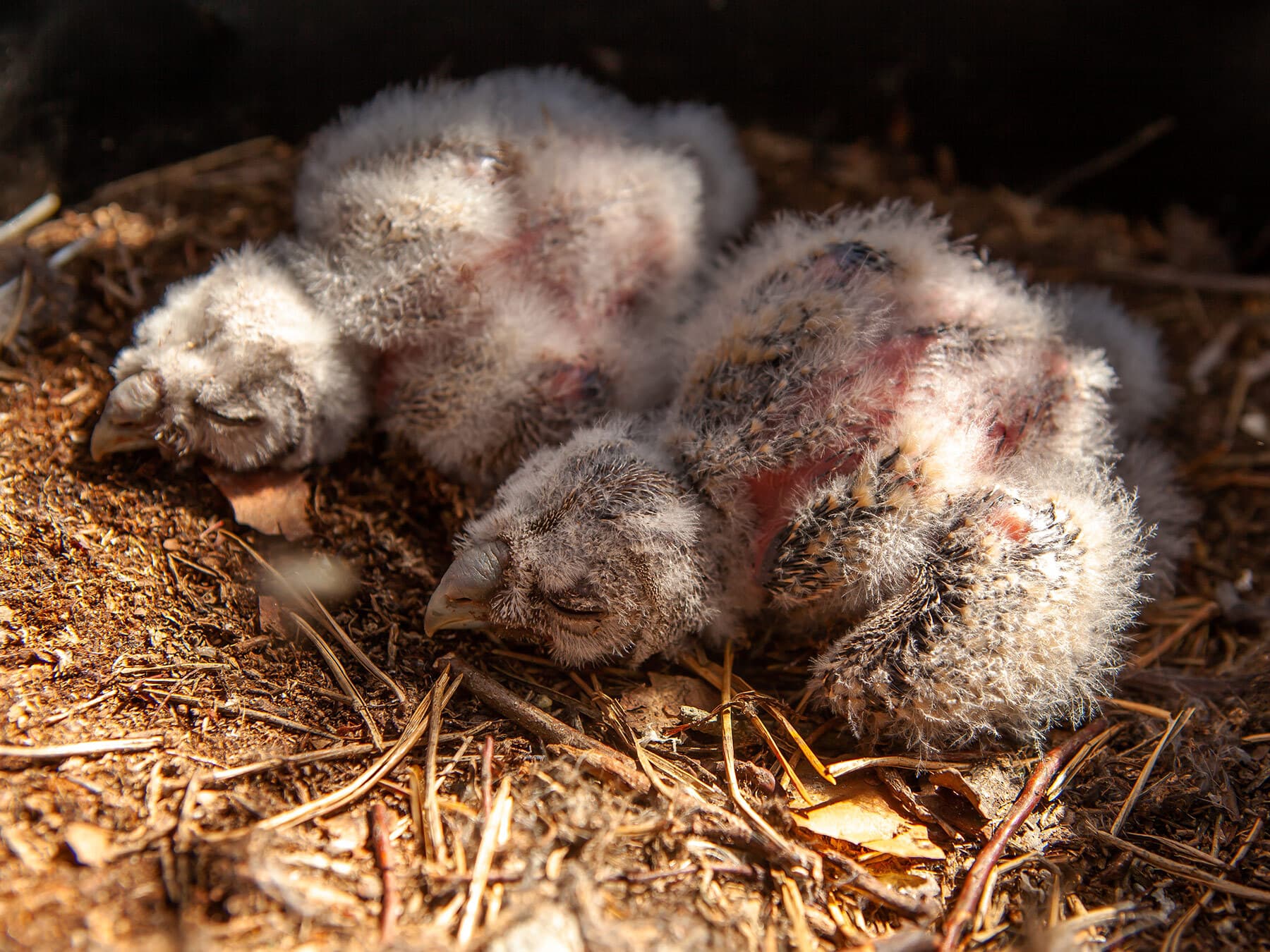 Baby owls sleeping