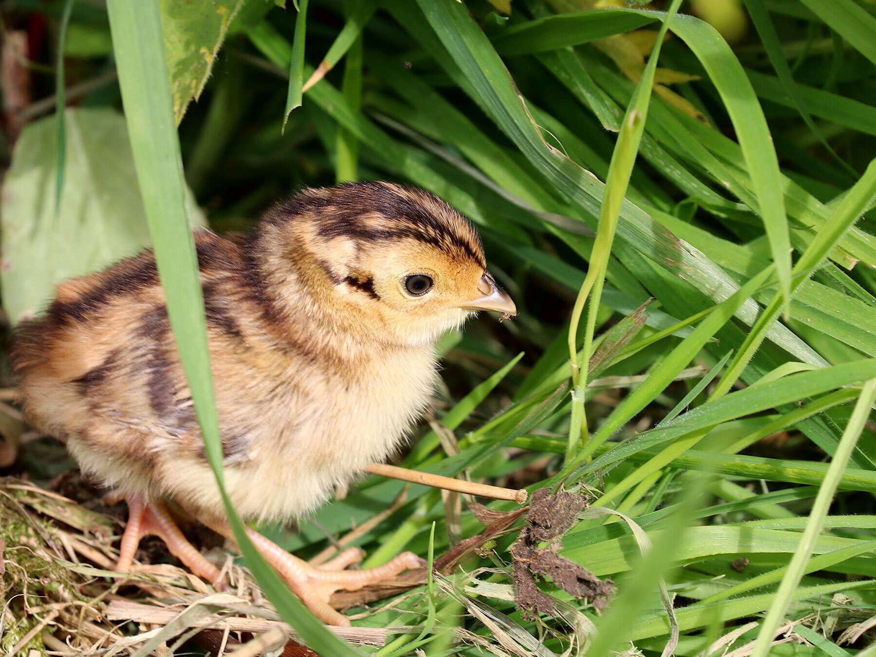 Baby pheasant