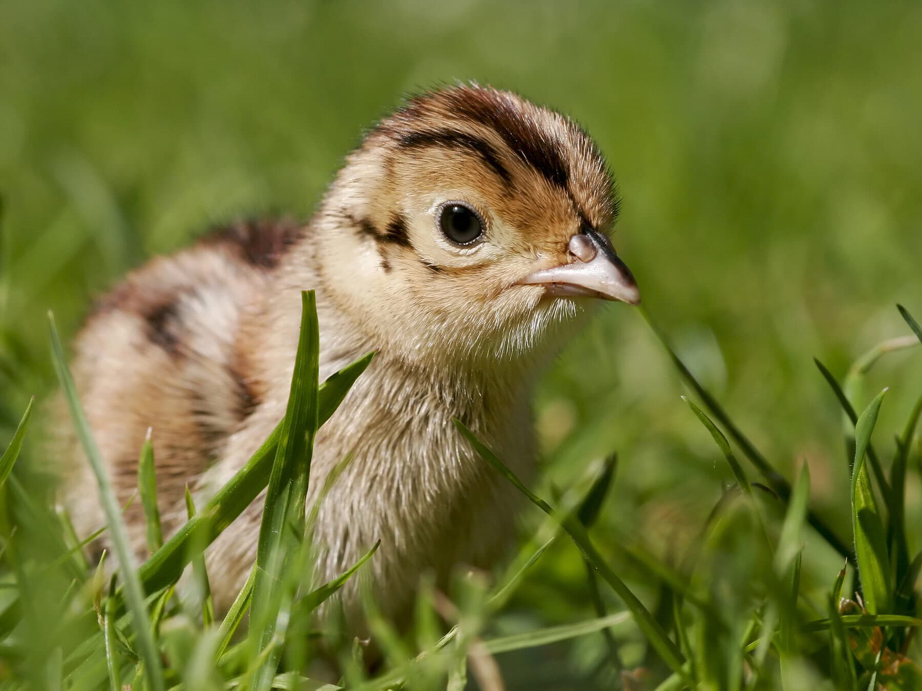 Baby Pheasants: All You Need To Know (With Pictures)
