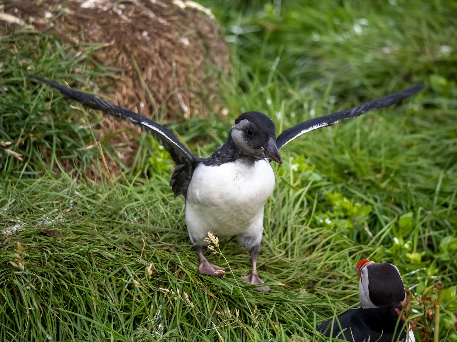 Baby puffin puffling
