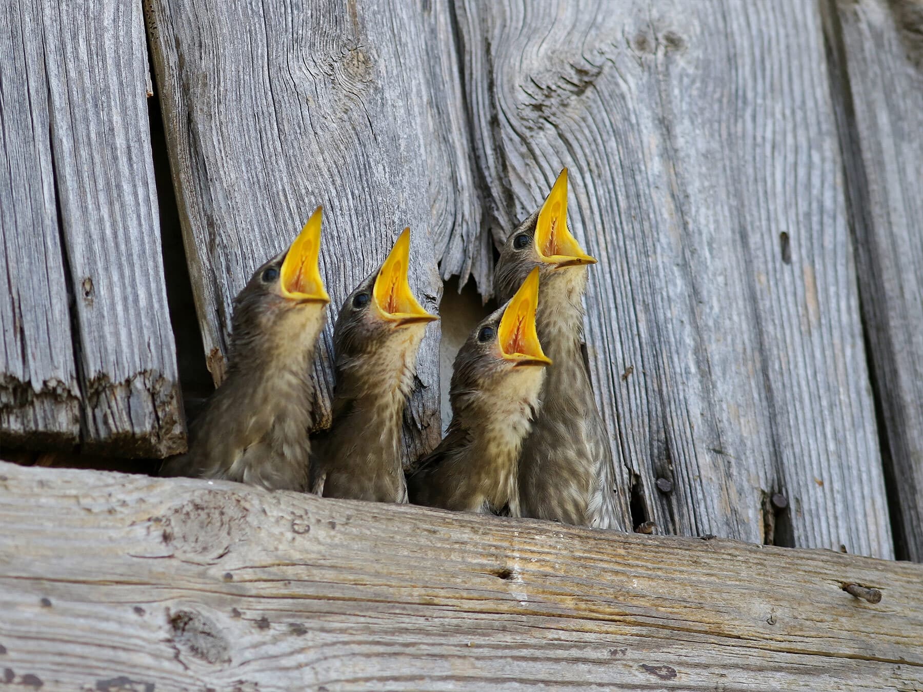 Baby Starlings: All You Need To Know