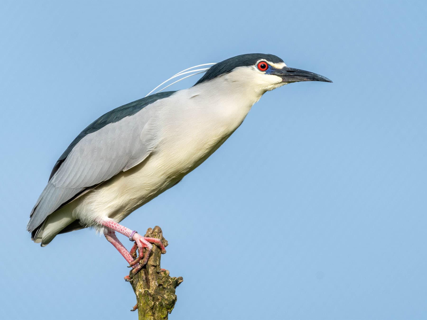 Black crowned night heron perching on broken limb