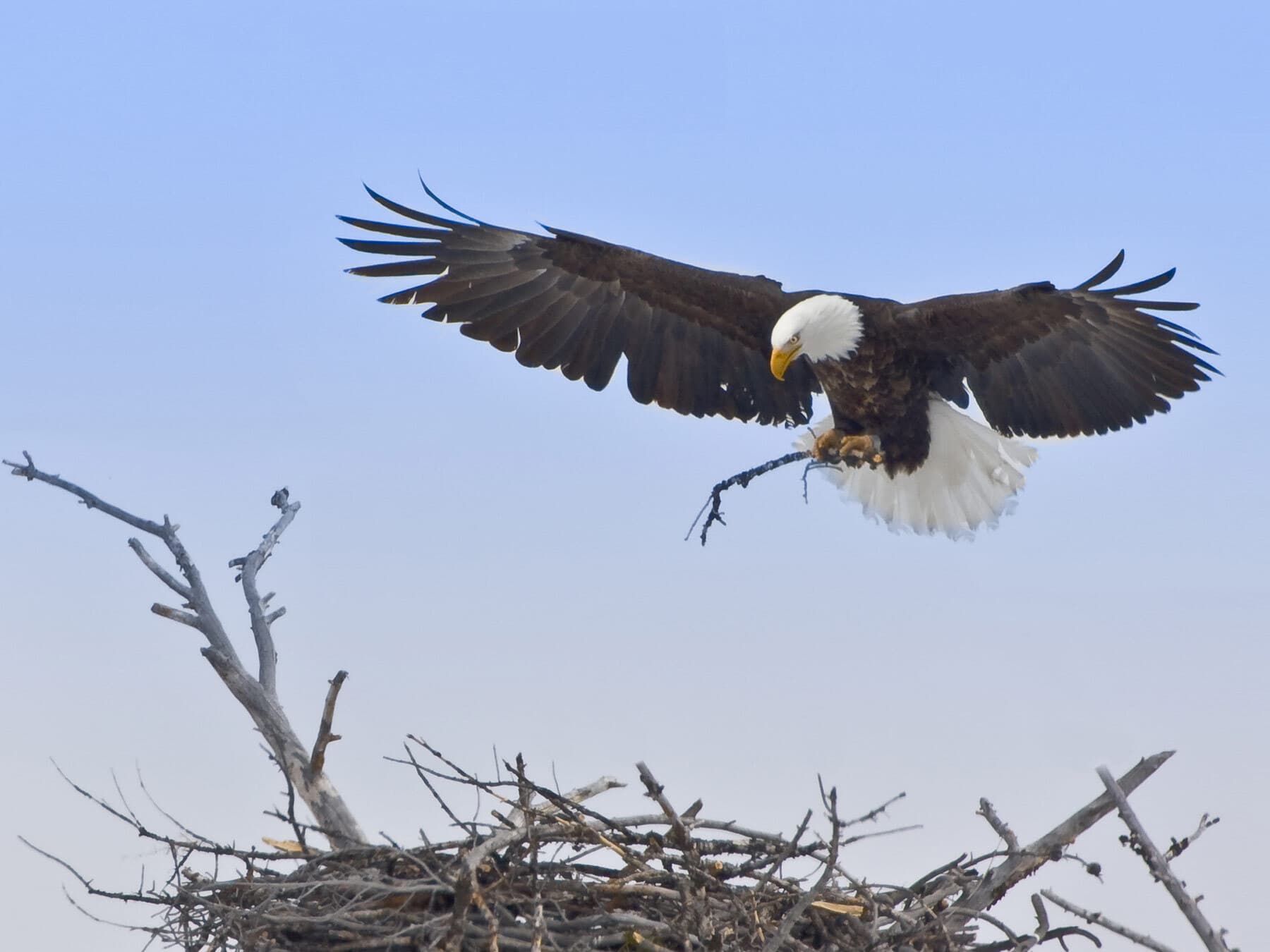 Bald eagle building nest
