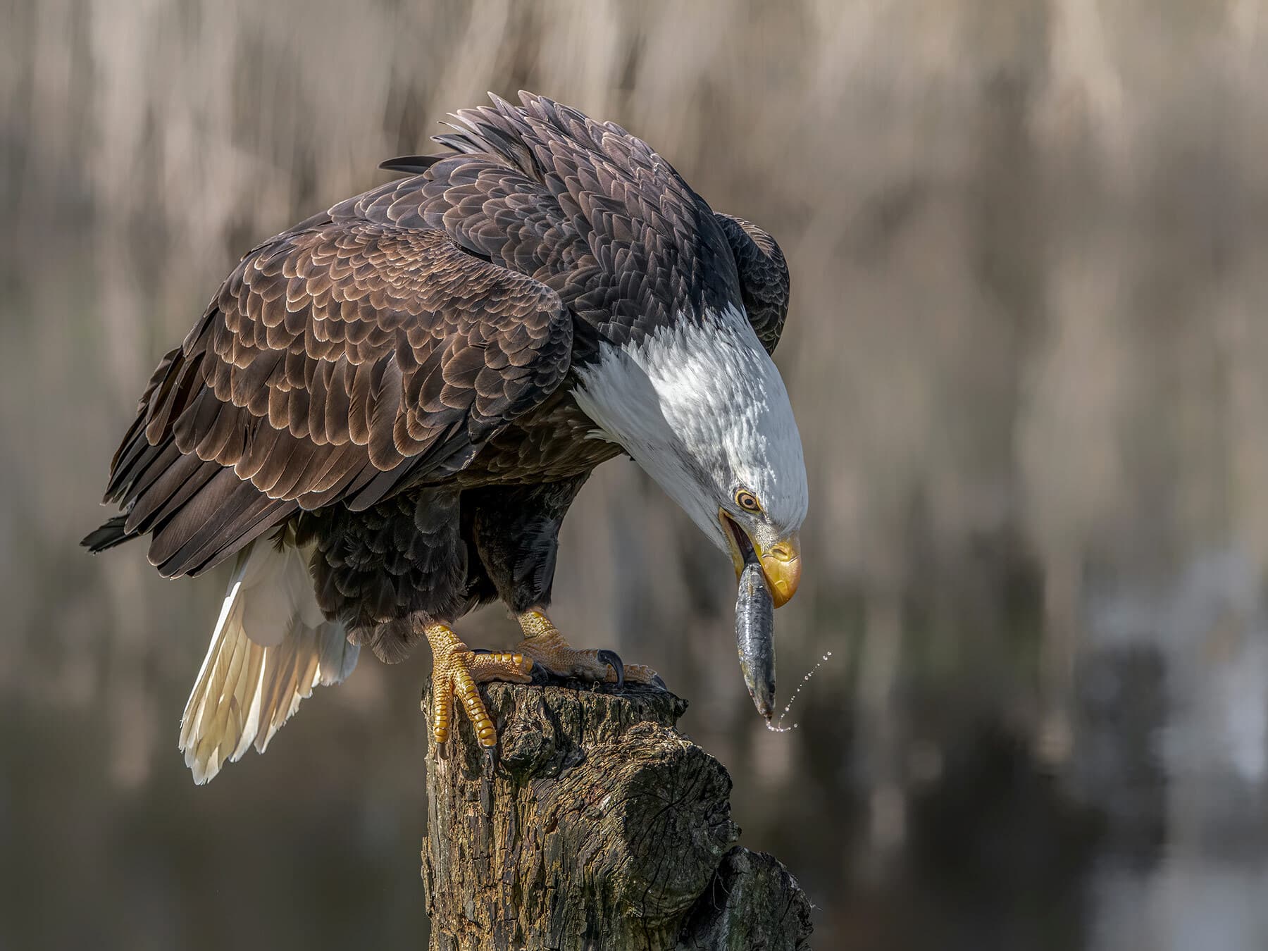 Bald eagle eating fish