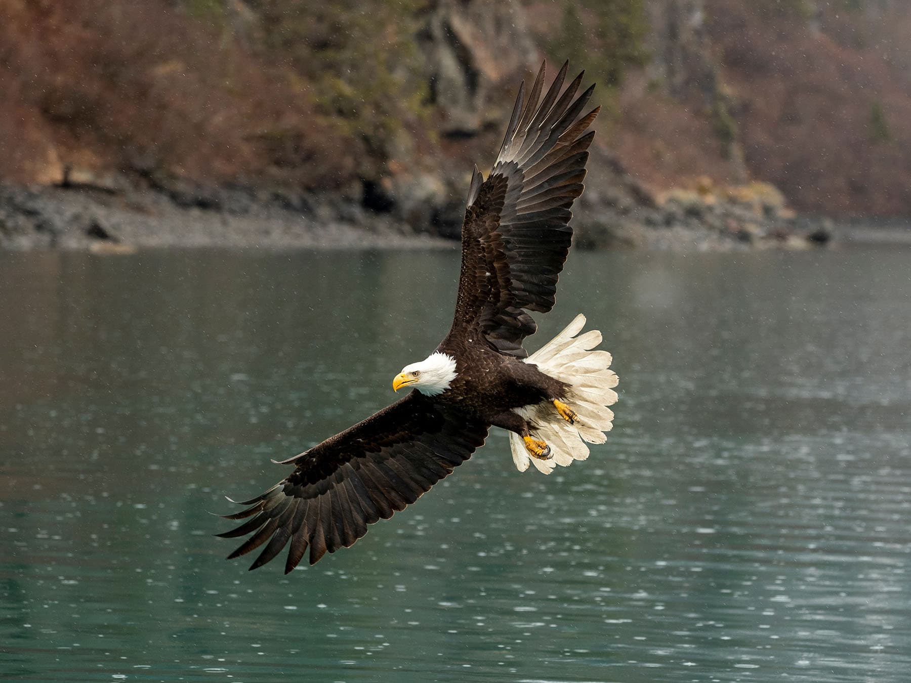 Bald Eagle hunting over a lake, Alaska