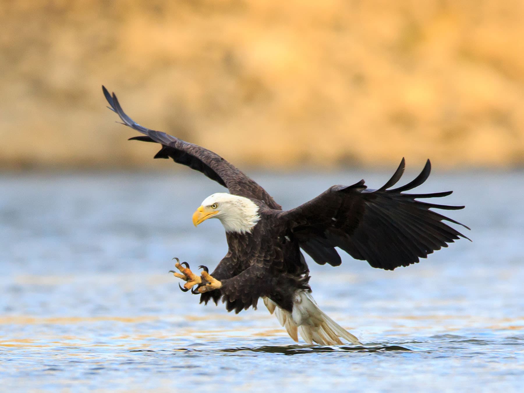 Bald Eagle hunting for prey
