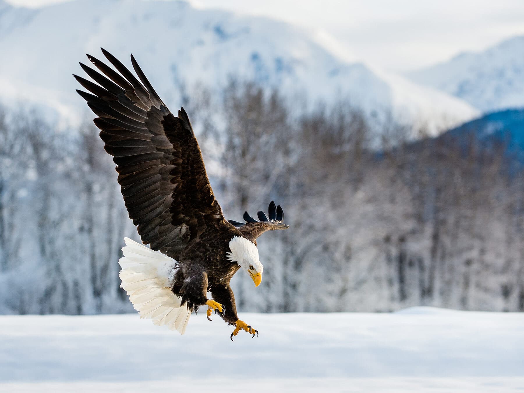 Bald eagle in flight