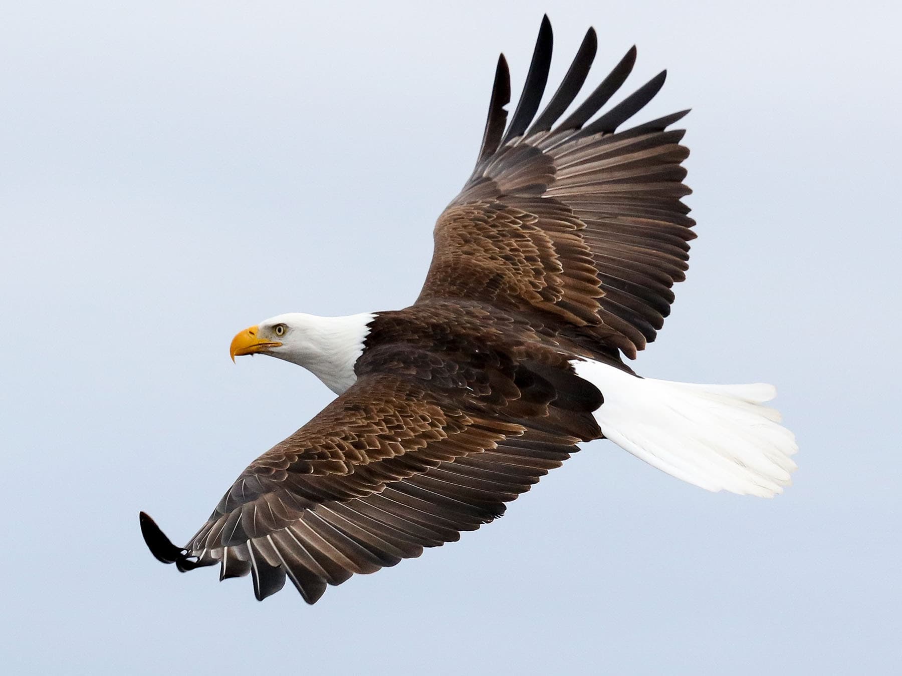 Bald Eagle in flight