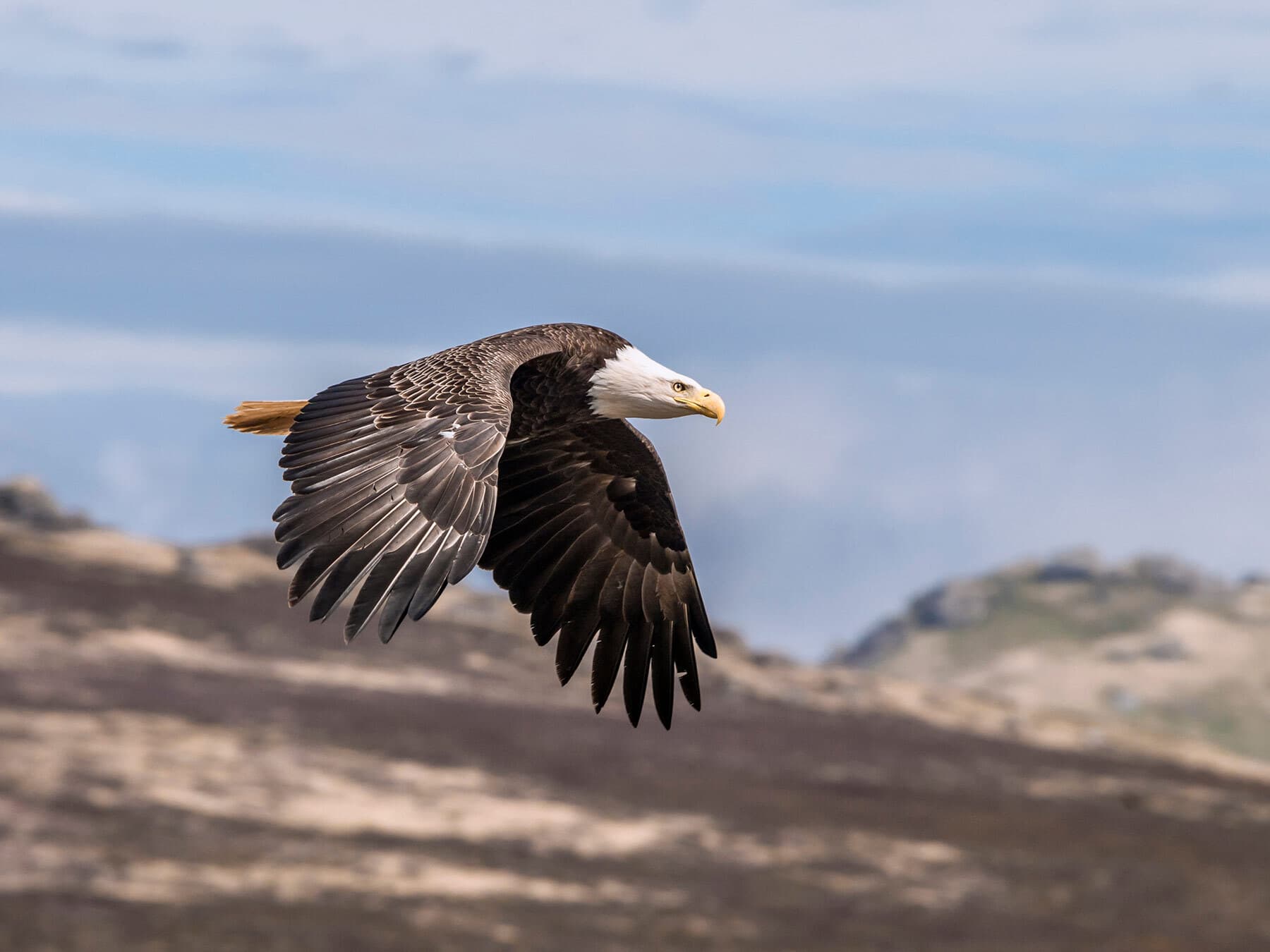 Bald eagle lifespan