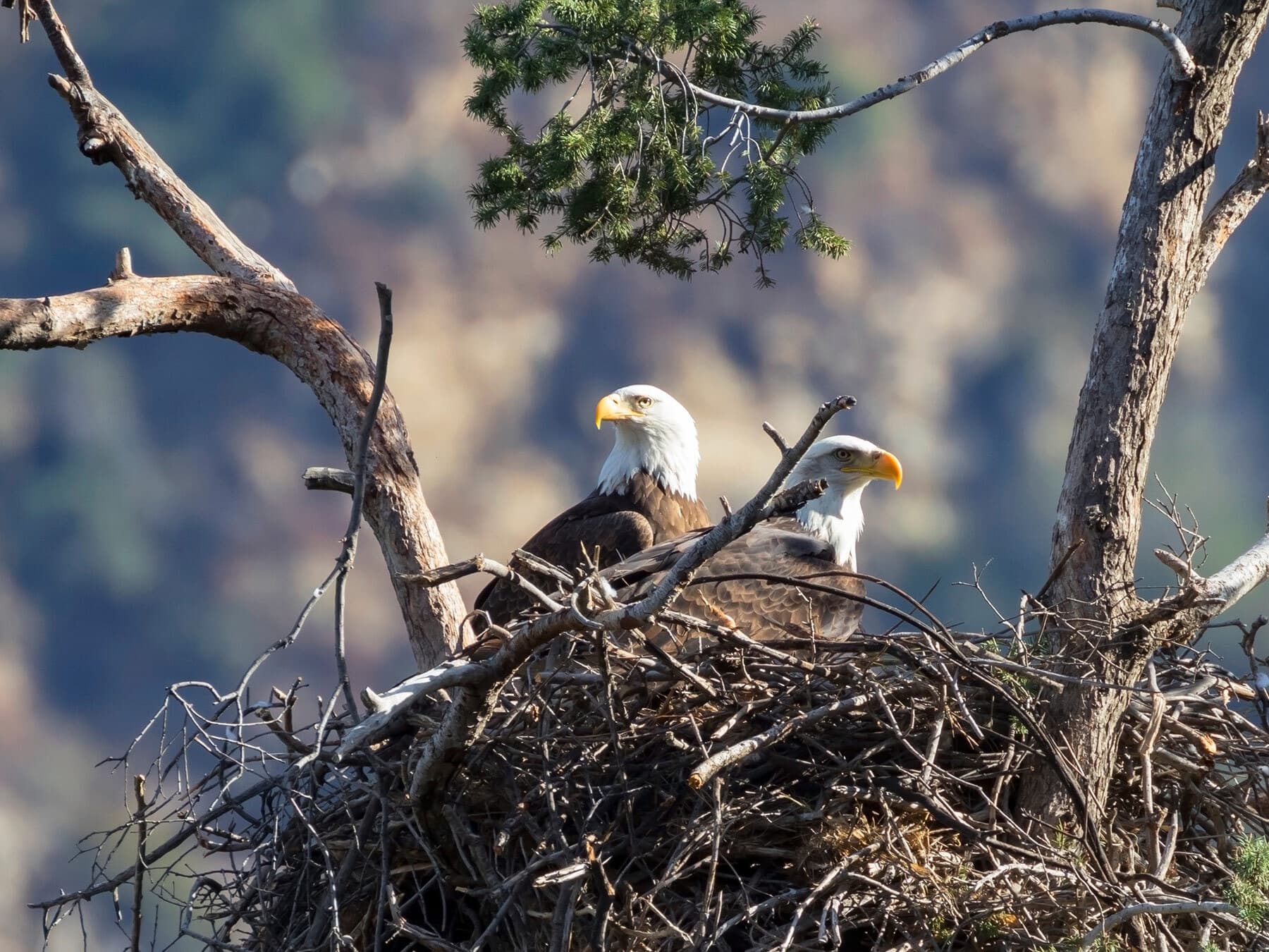 Bald eagle pair nest