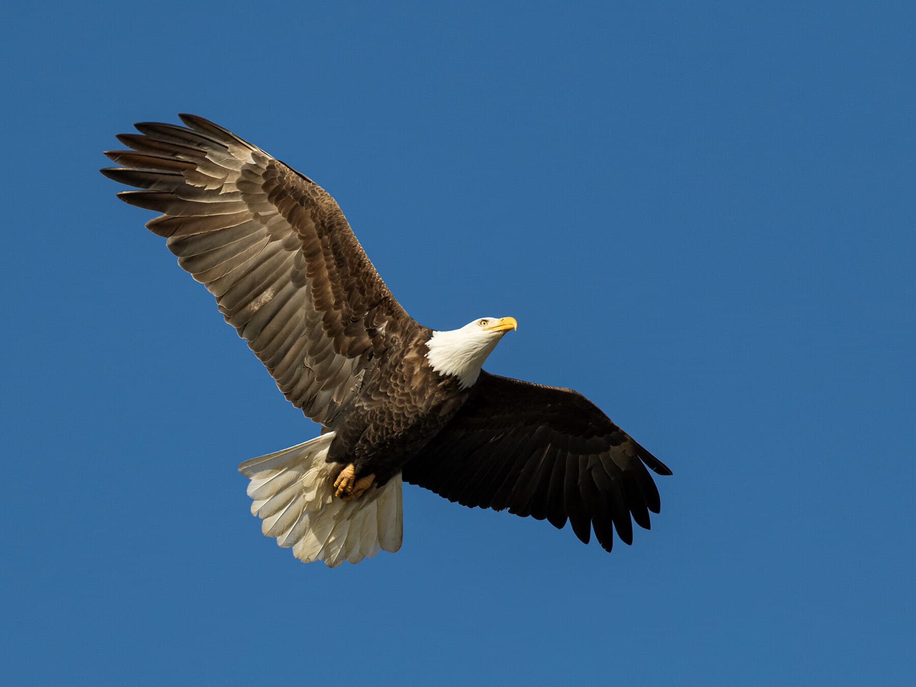 Bald eagle soaring