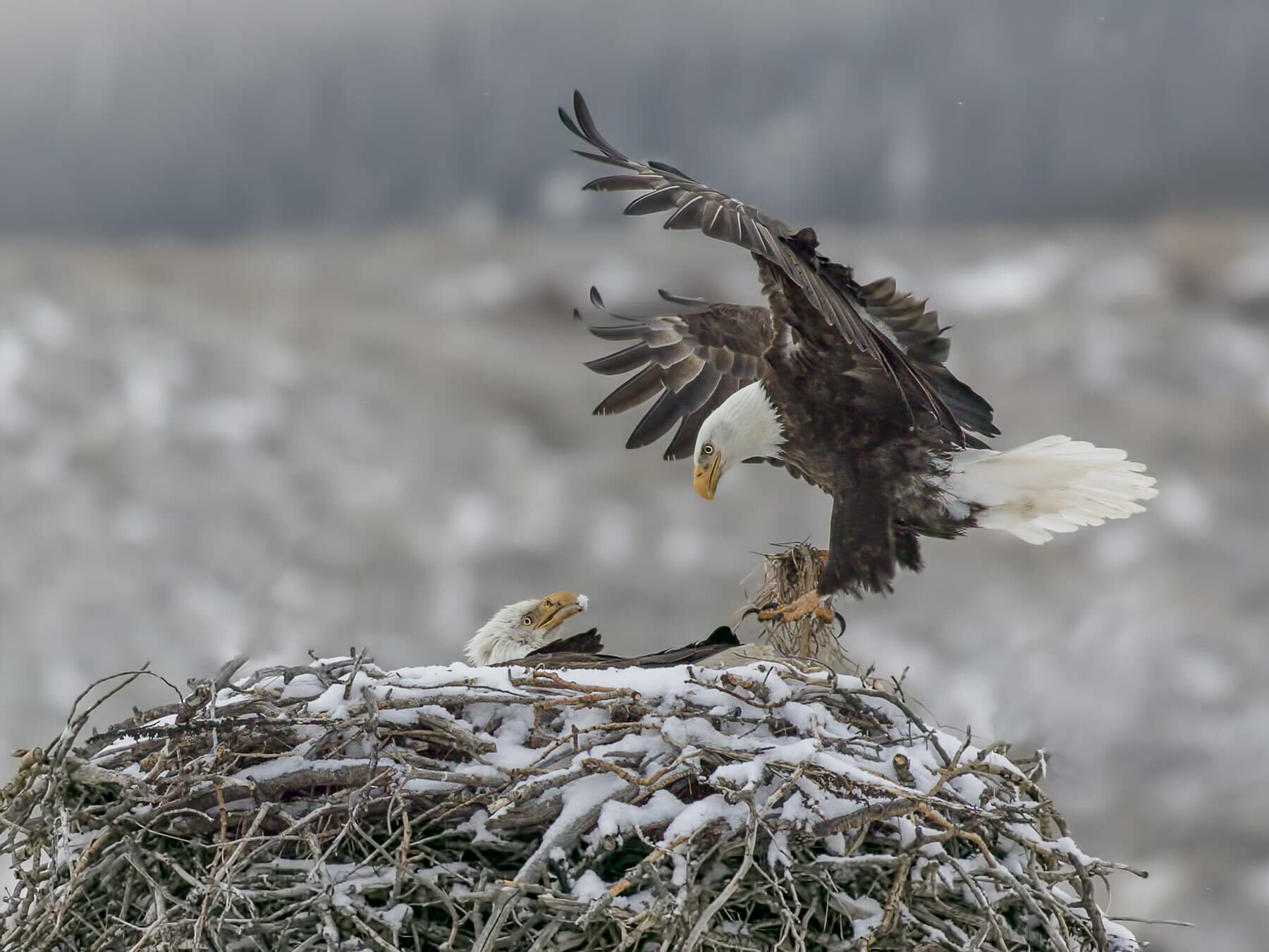 Bald eagles building nest