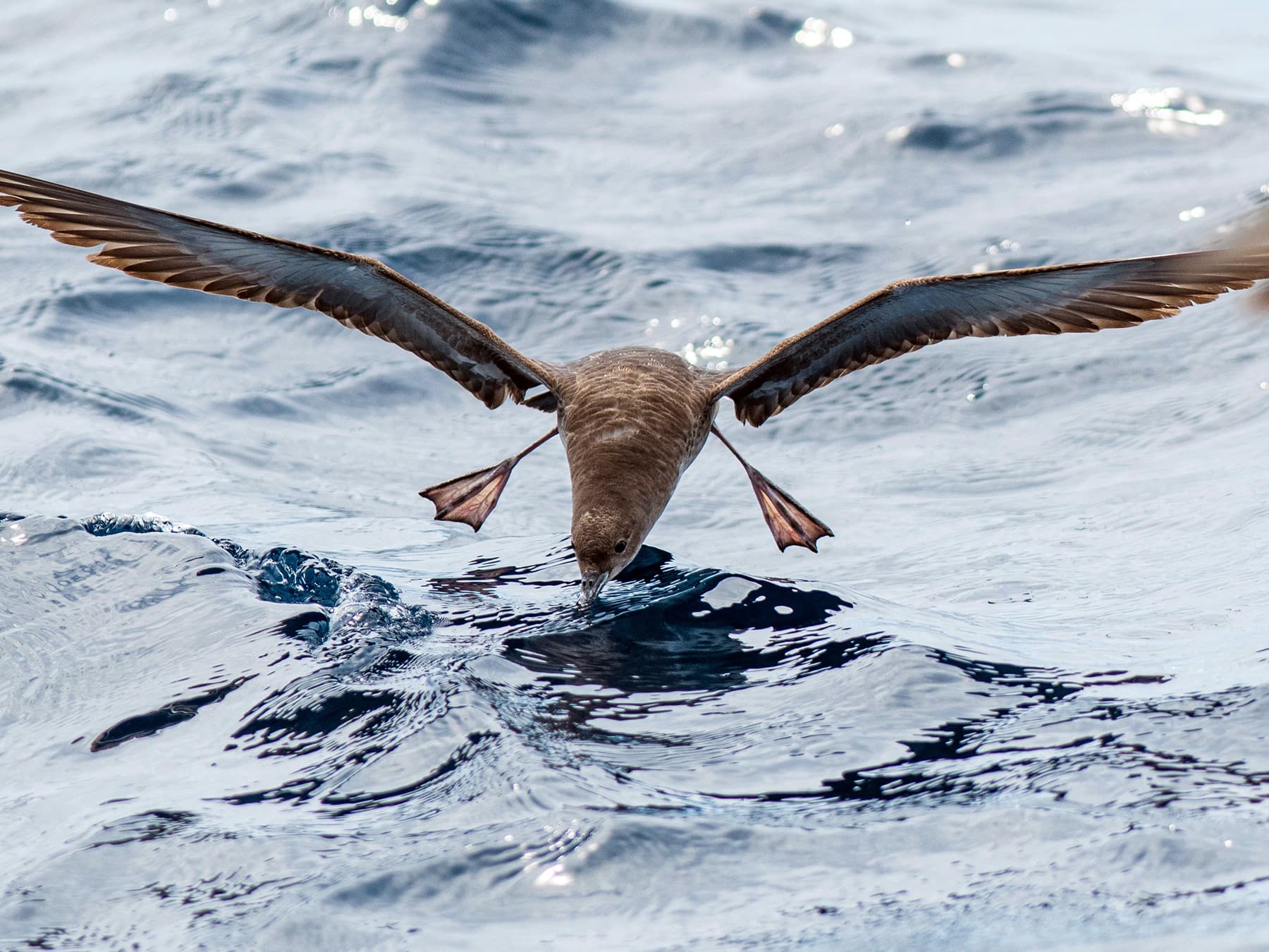 Balearic Shearwater catching fish