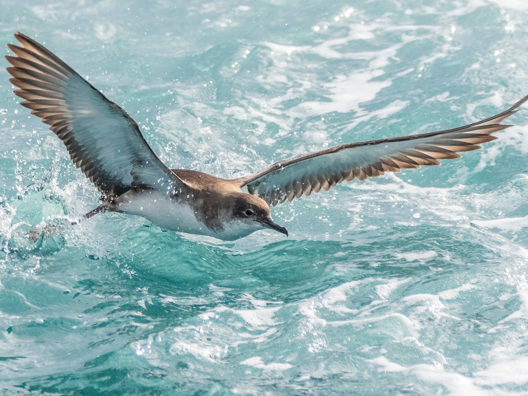 Balearic Shearwater diving for fish