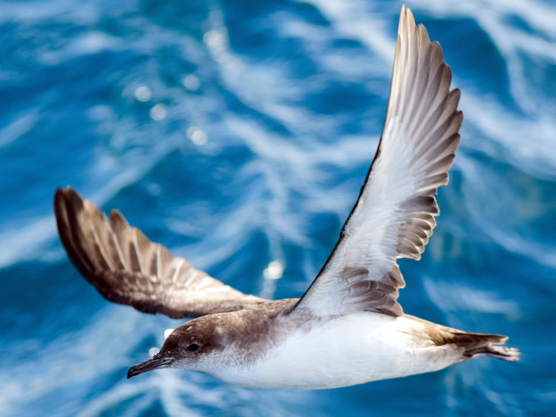 Balearic Shearwater in-flight over the blue ocean